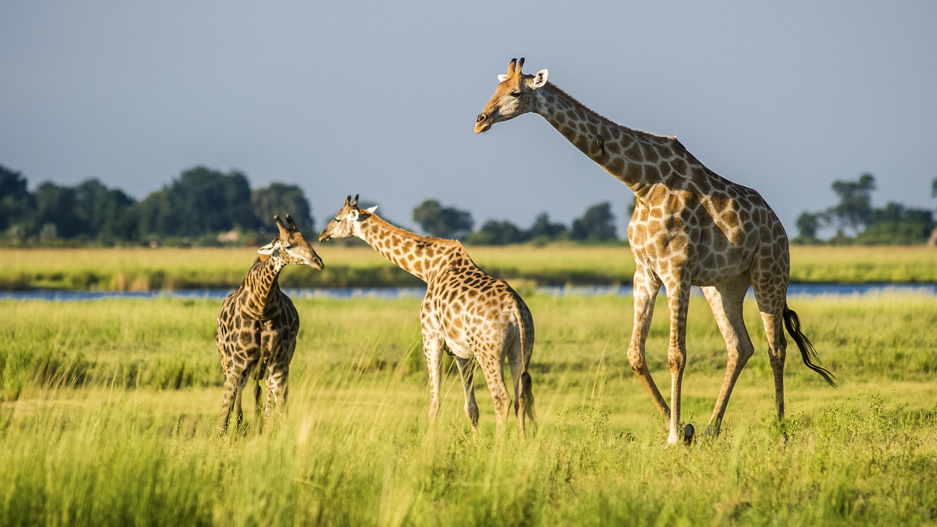 萌宠动物 野生动物 长颈鹿