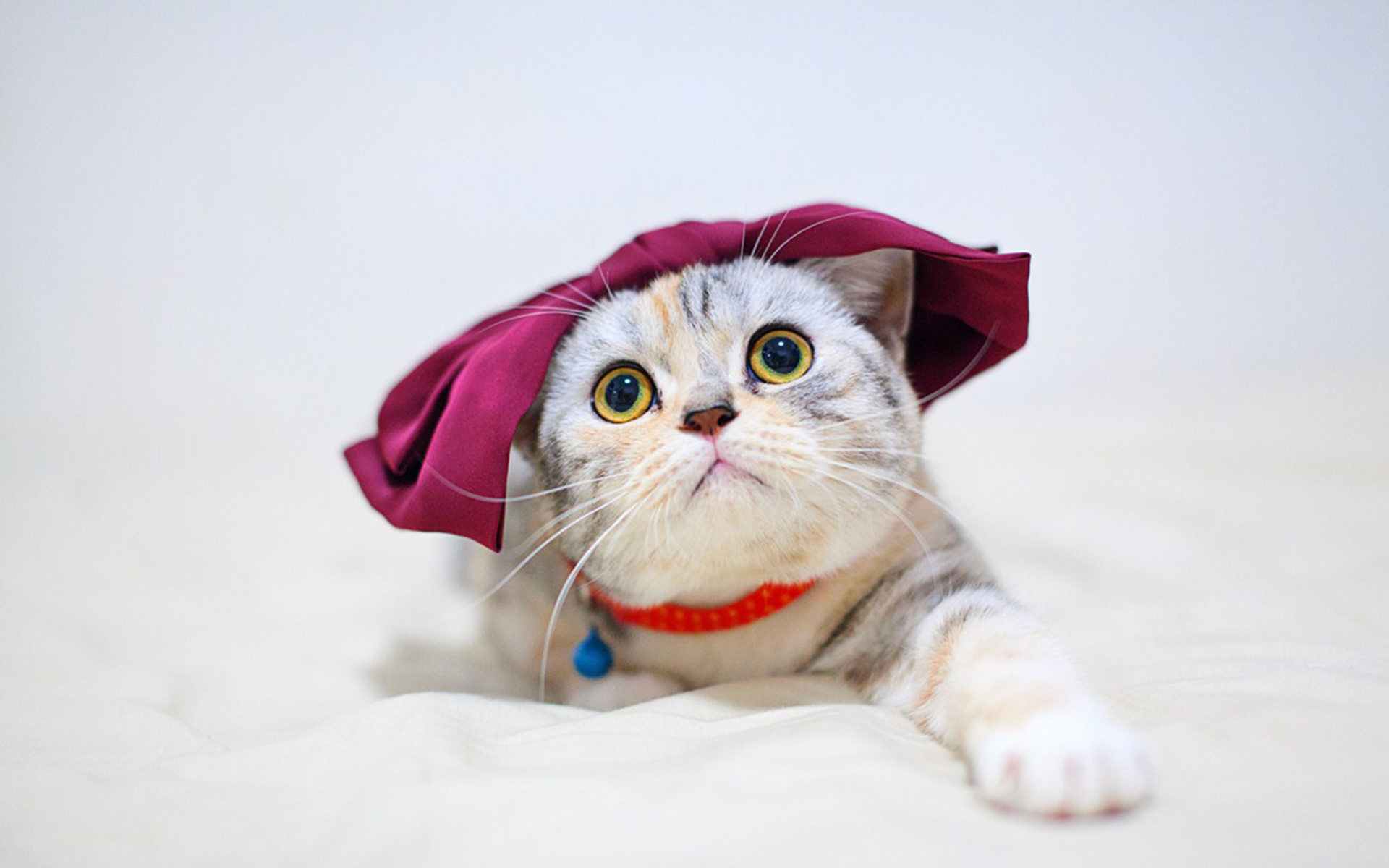 萌宠动物 喵星人