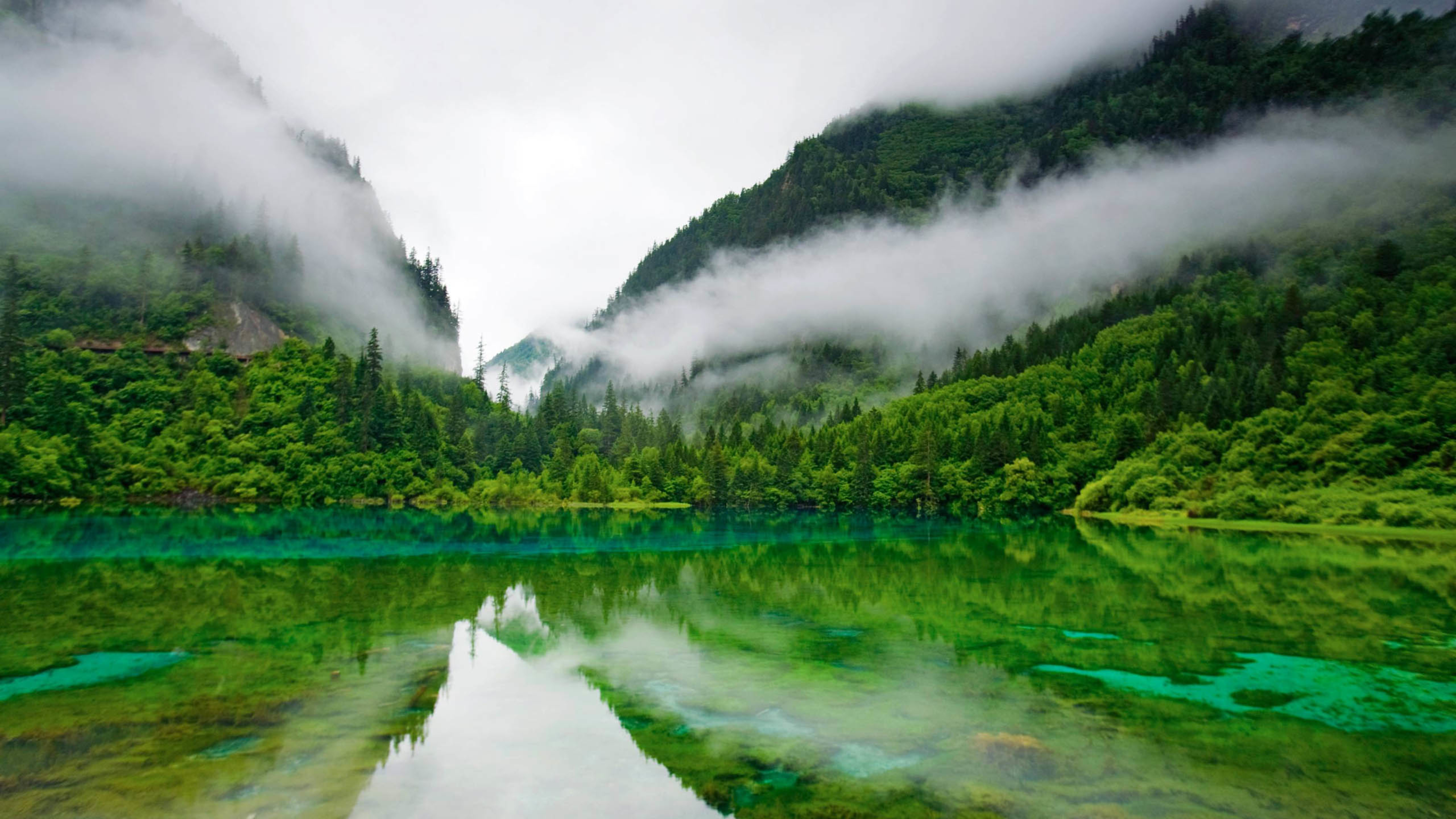 森林 湖水 迷雾 绿色