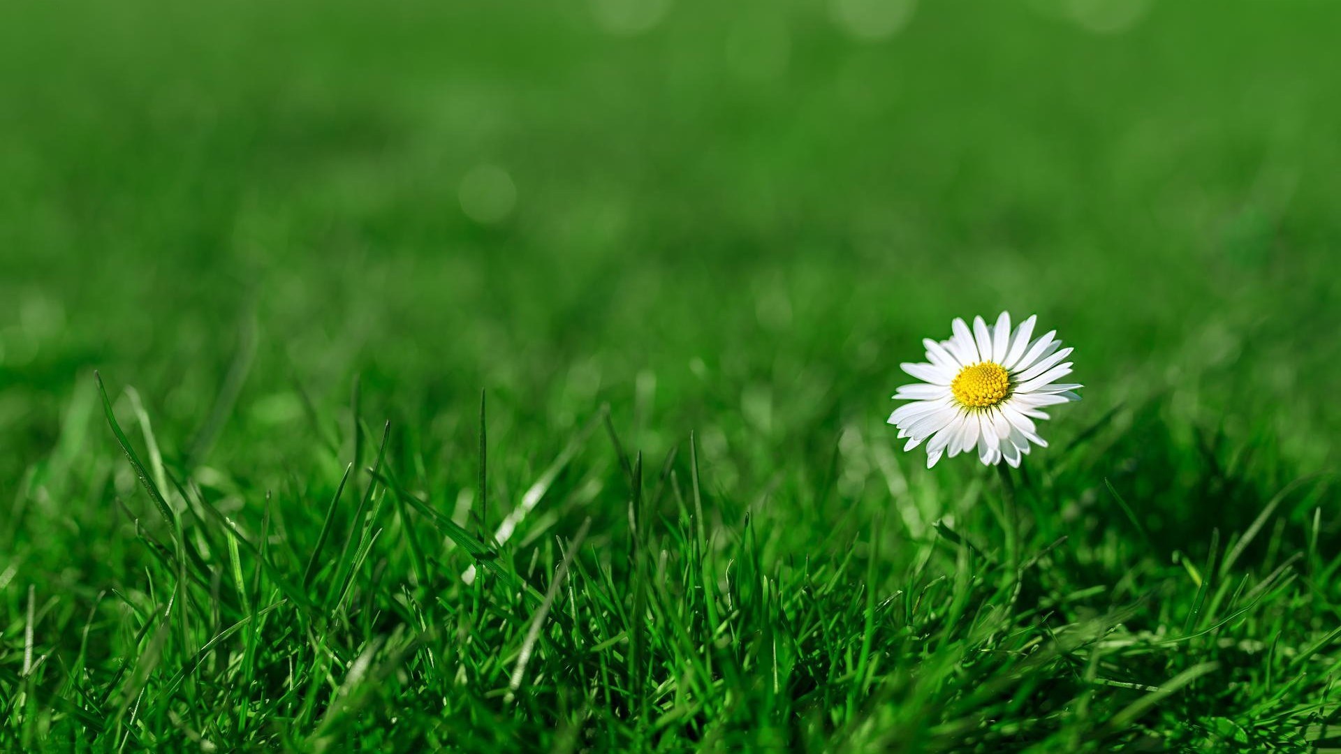 小清新 护眼壁纸 绿植 花朵 花卉