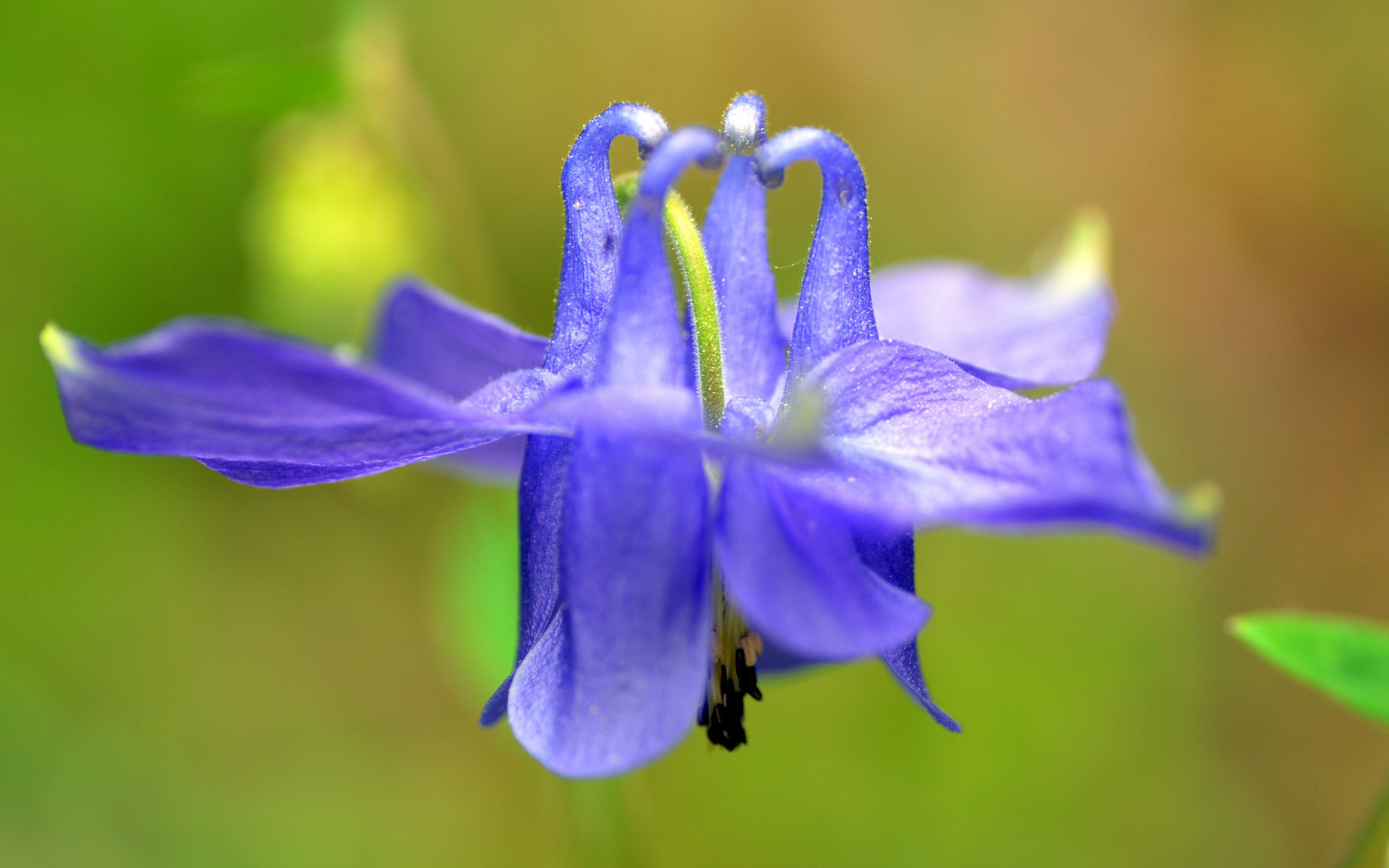 舒缓压力 猫爪花