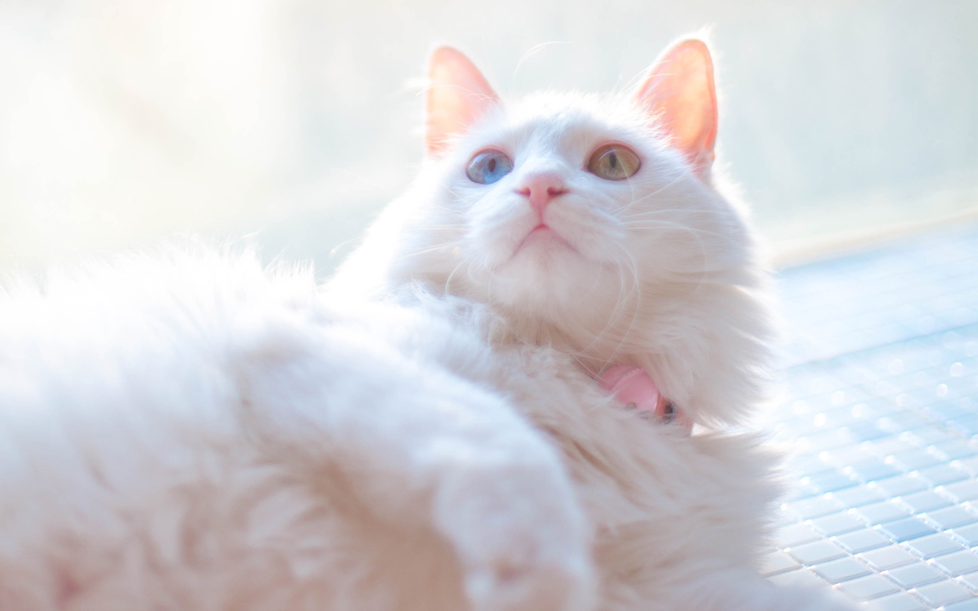 喵星人  可爱白色小奶猫