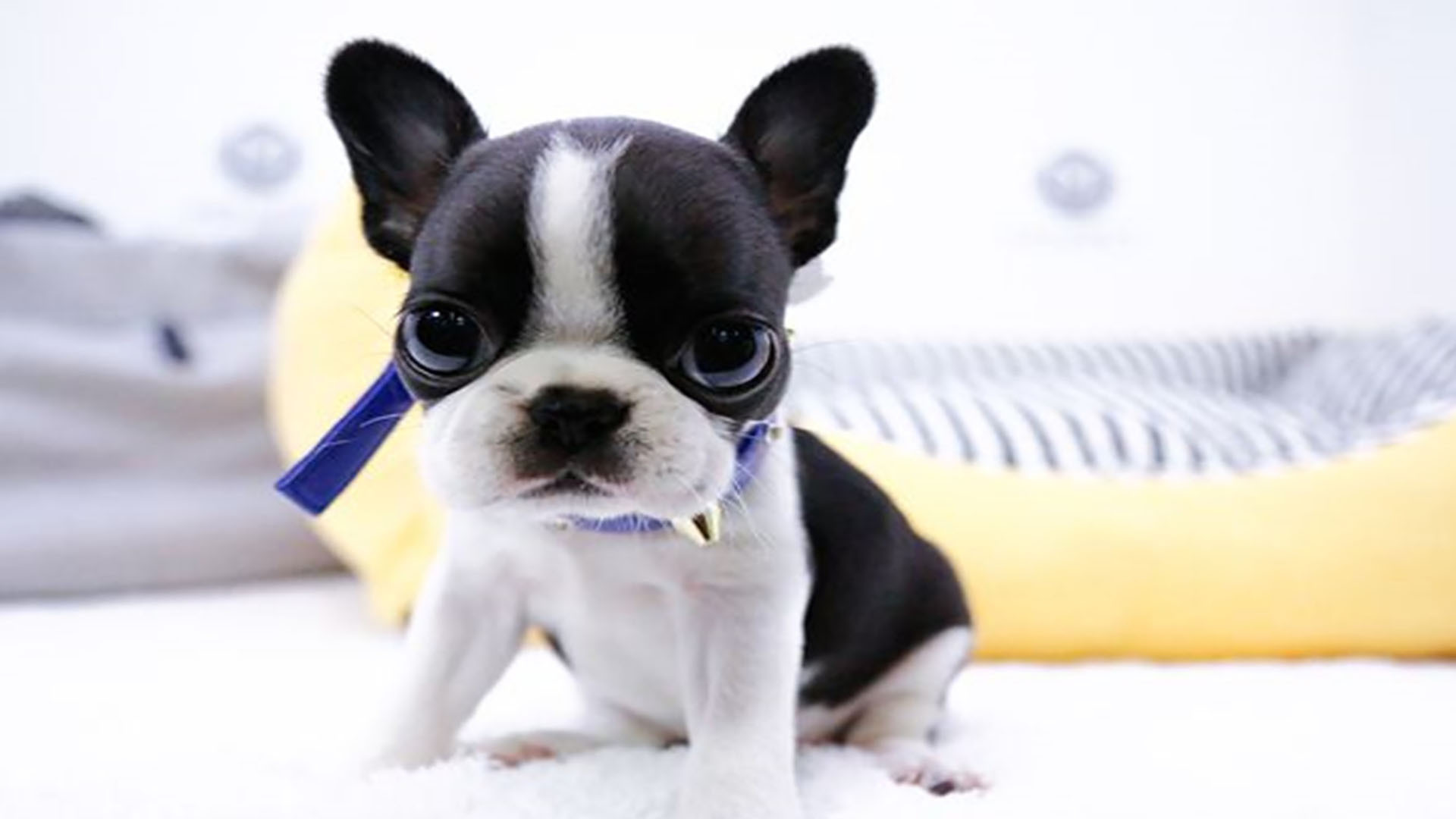 萌宠动物 汪星人