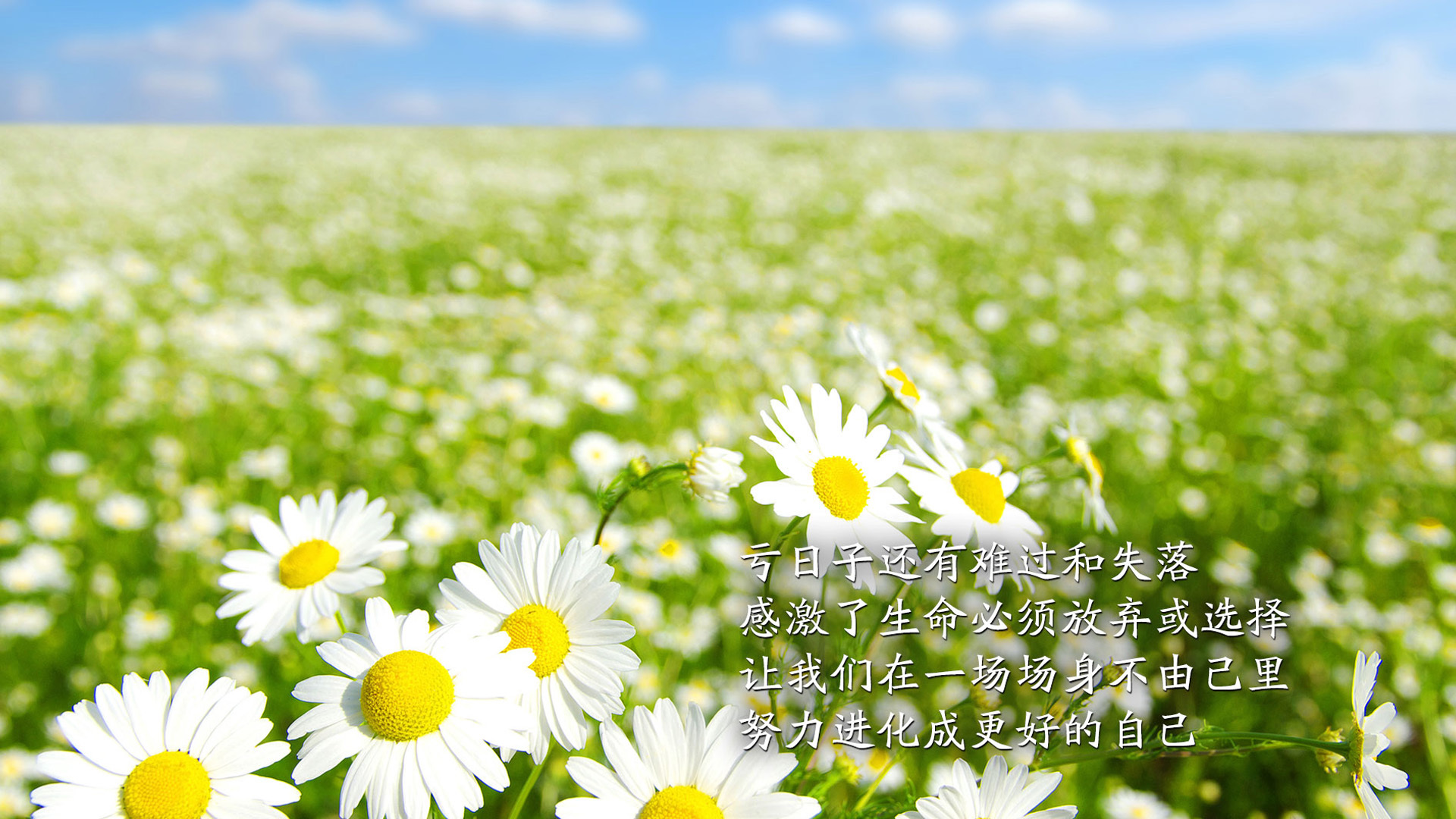 励志 太阳花 文字