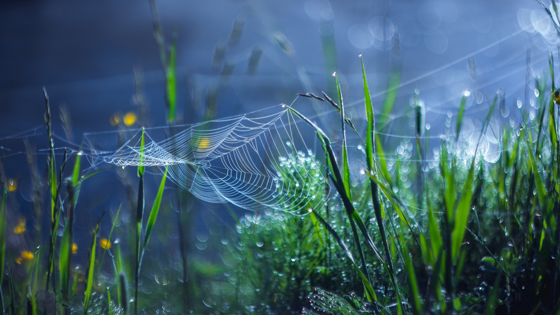 小清新 清新淡雅 草地