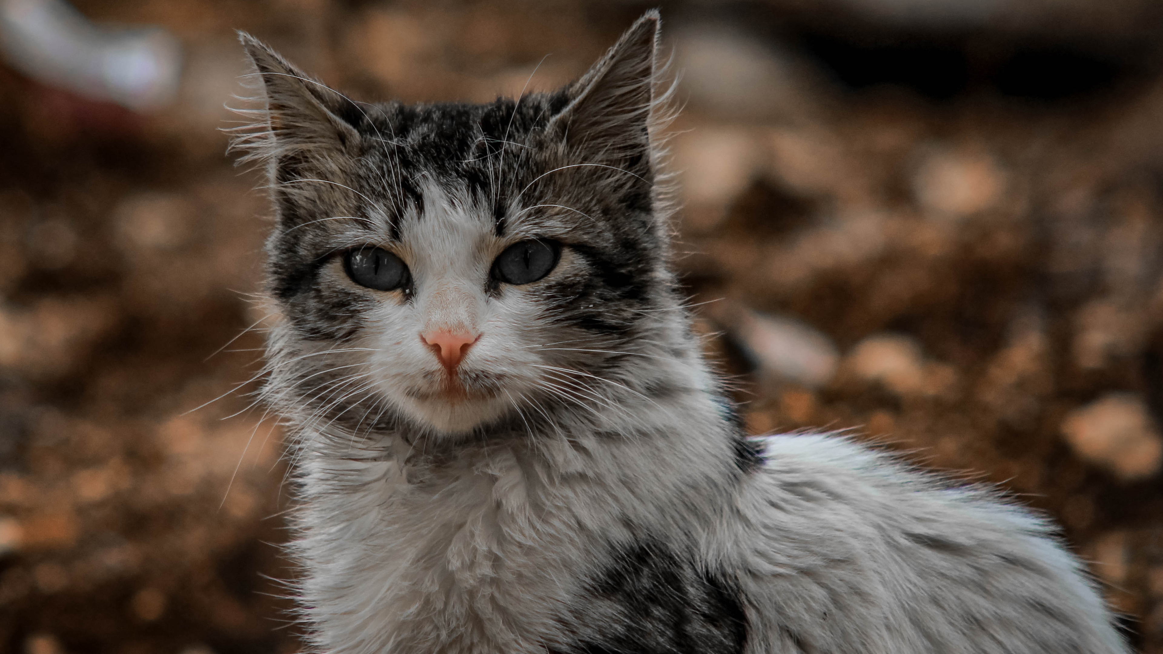喵星人 猫咪 严肃