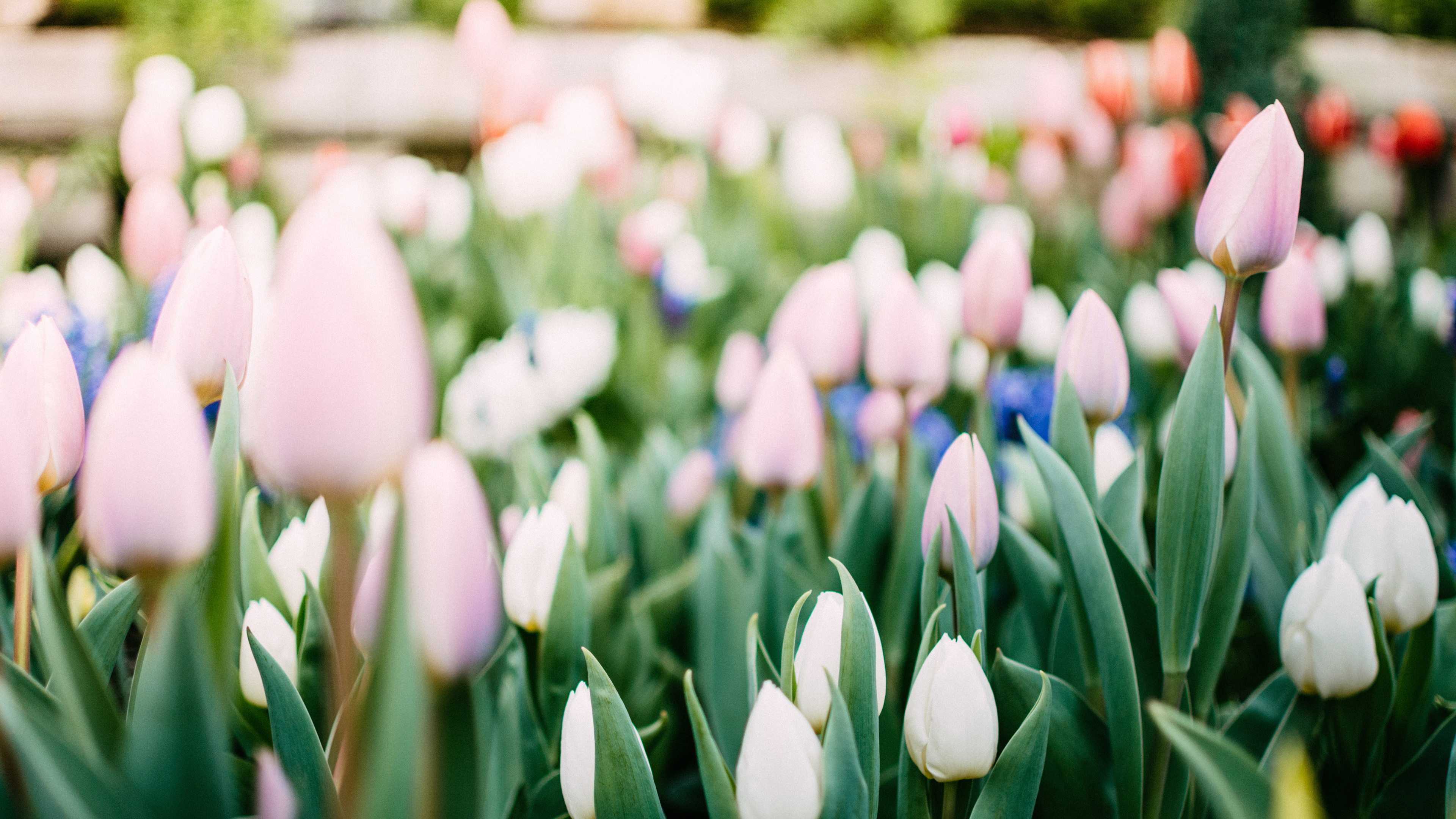 4K 小清新 花朵 郁金香