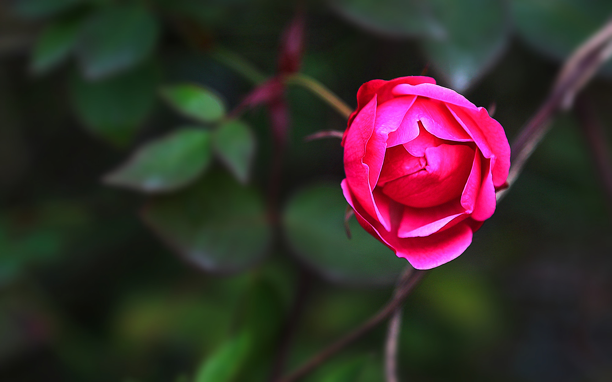 娇艳欲滴 月季 红色