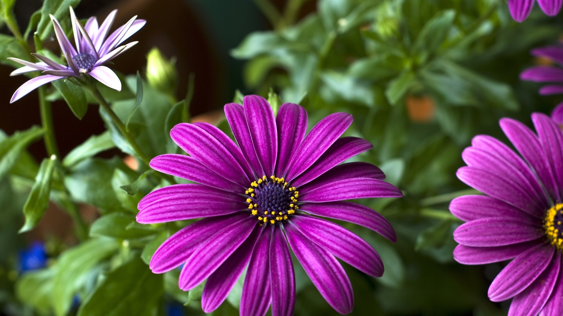 小清新 娇艳欲滴 花朵