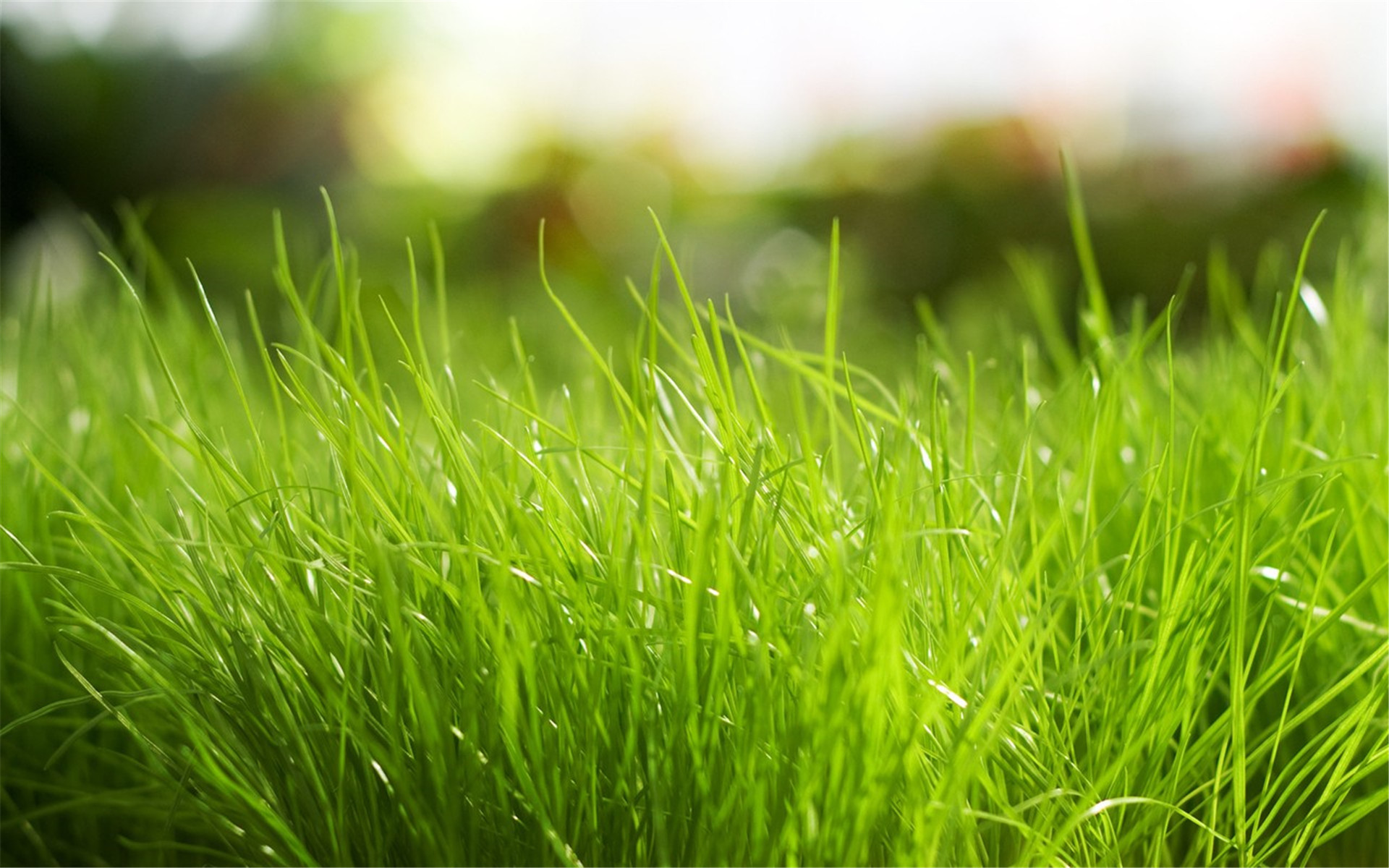 小清新 护眼壁纸 绿色 草