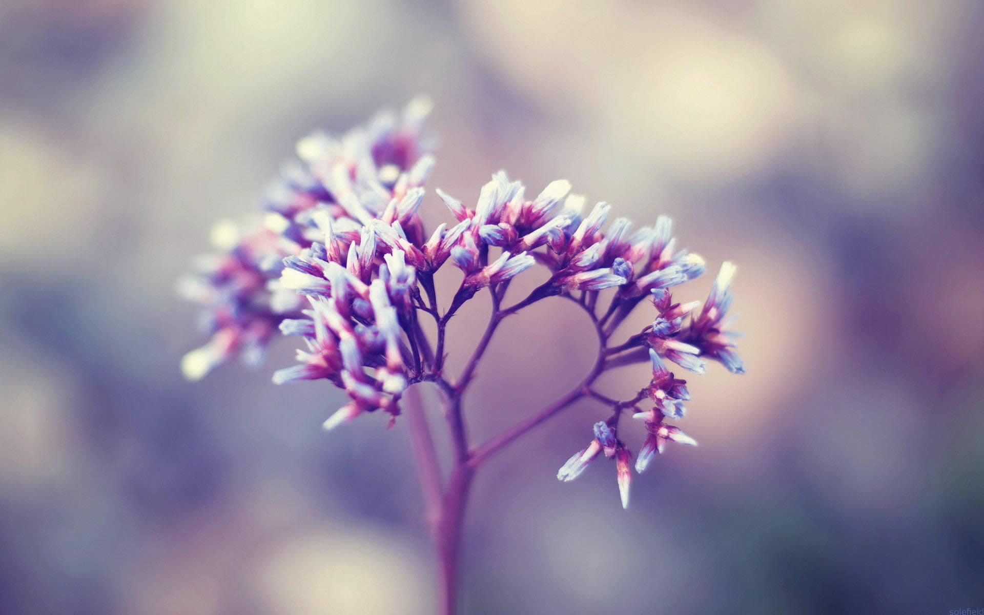 小清新 简单 清新 可爱 宽屏