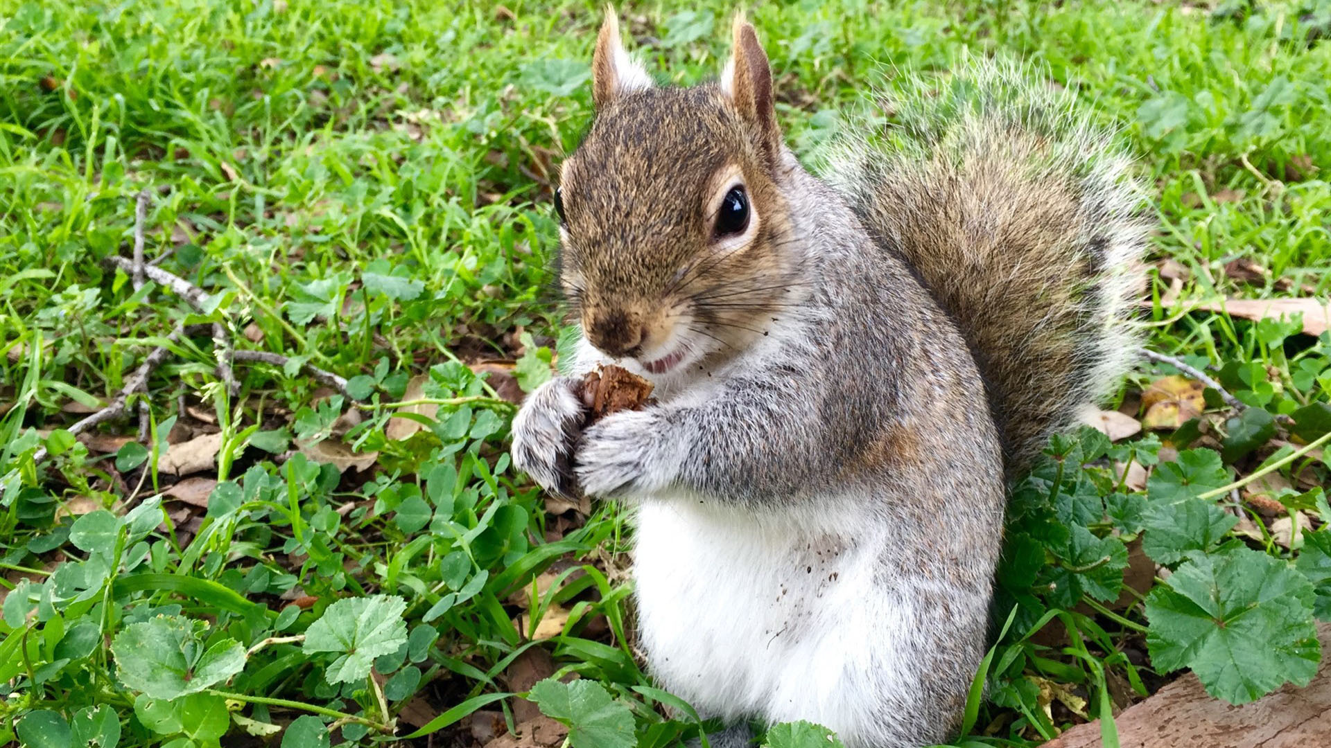 动物 野生动物 松鼠