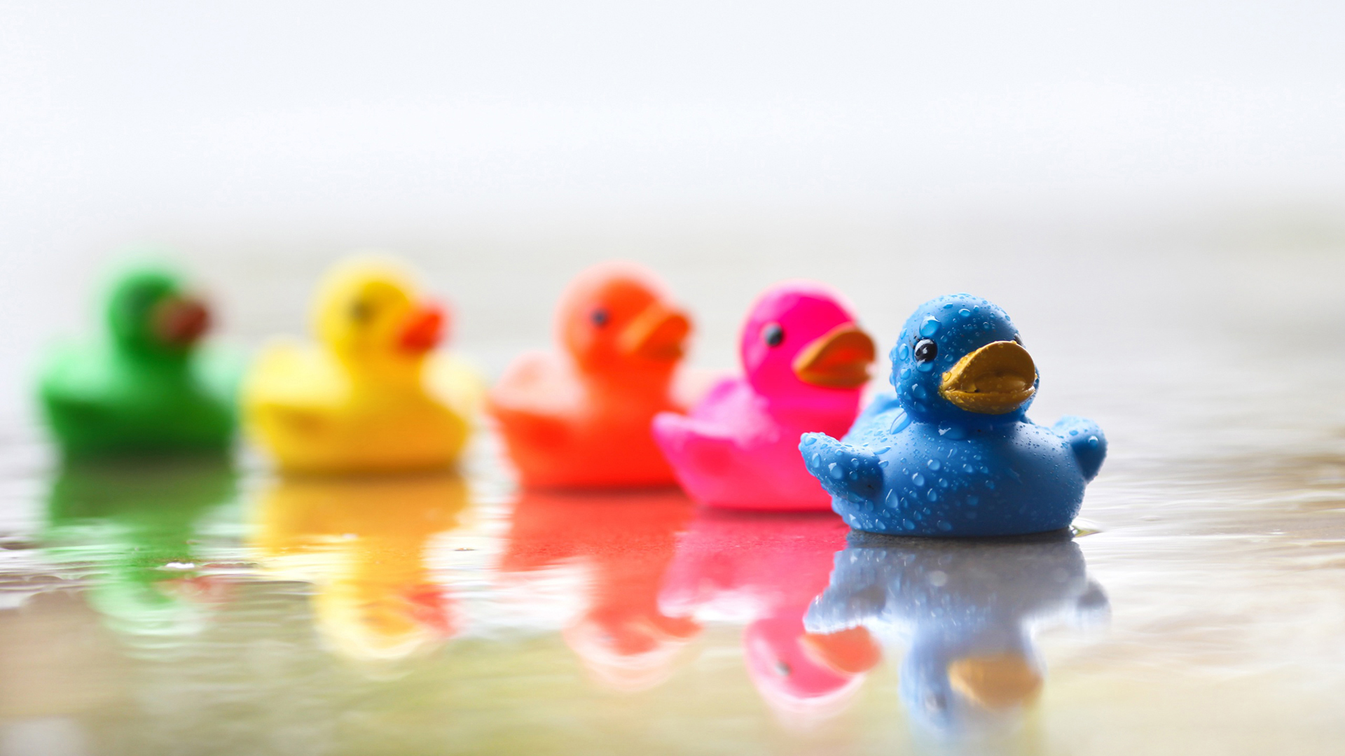 小清新 温馨一刻 鸭子