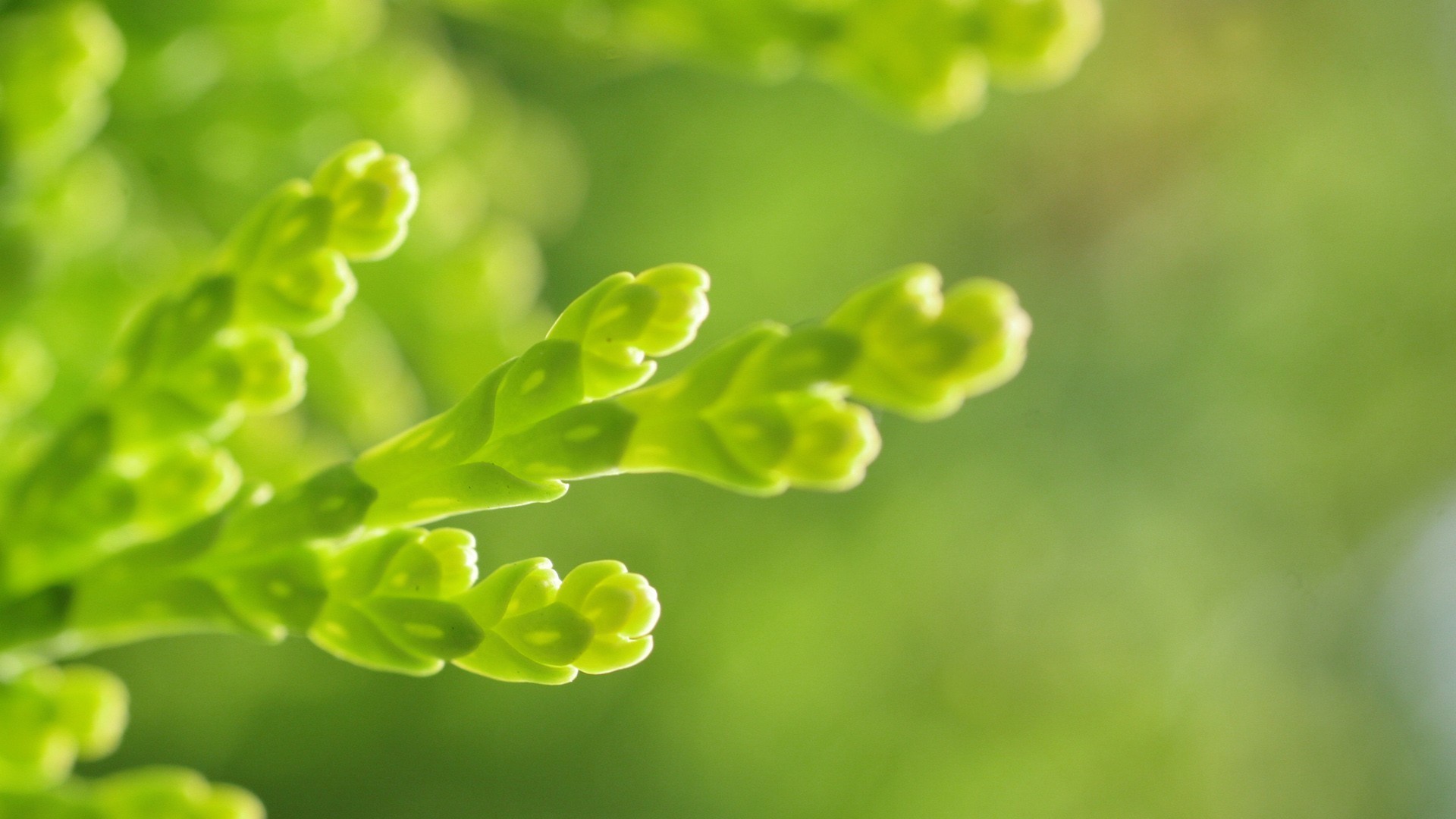 护眼壁纸 绿色 生机