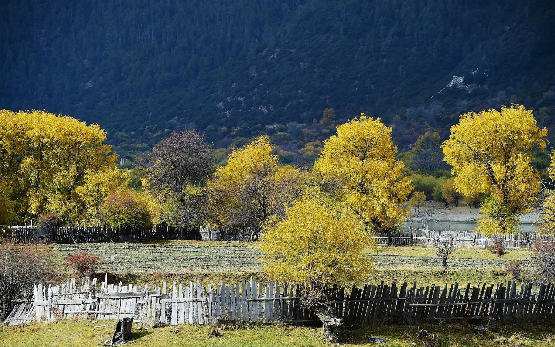 风景 西藏风景 林芝风景 善心悦目 宽屏