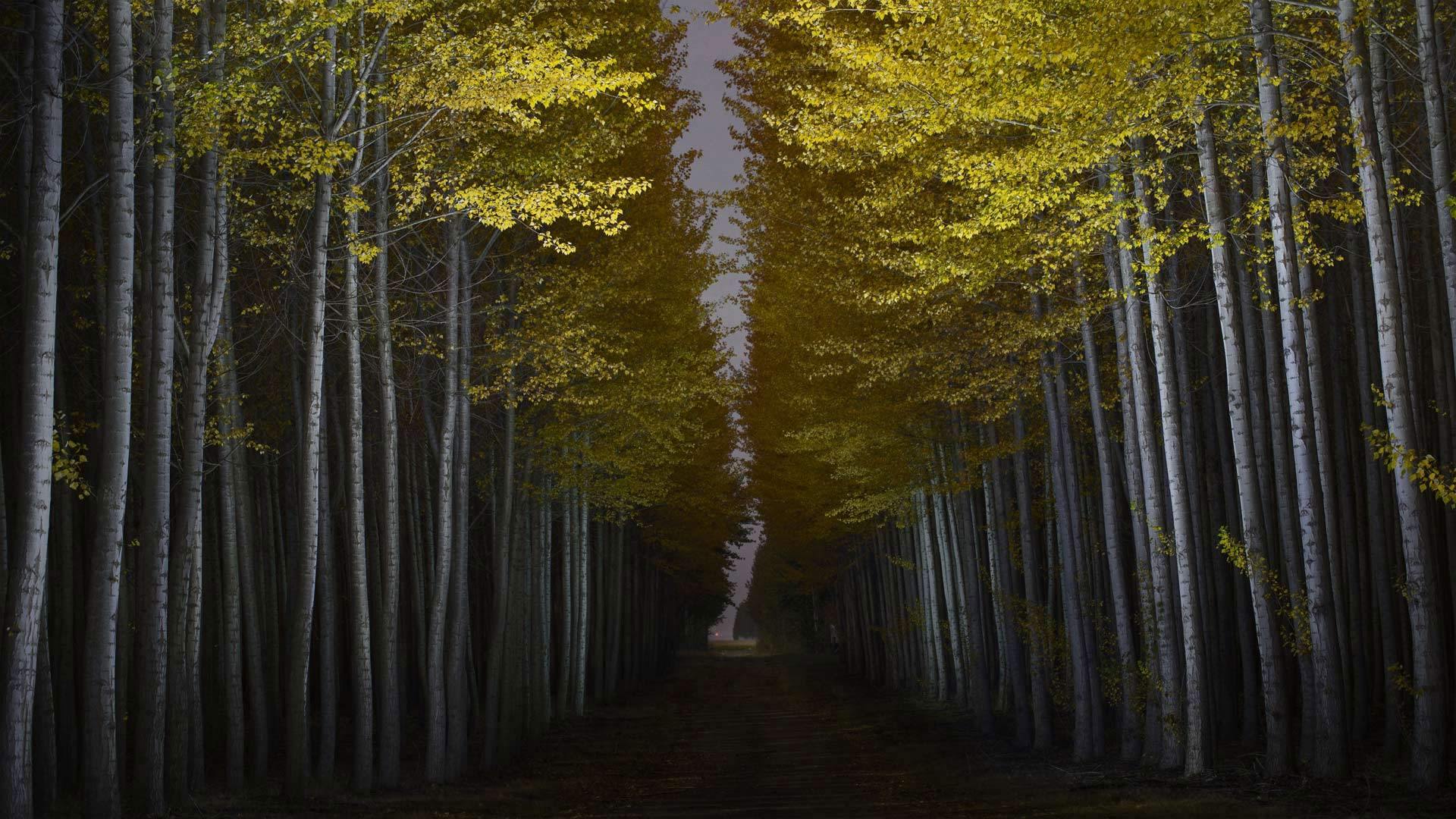 风景 树木
