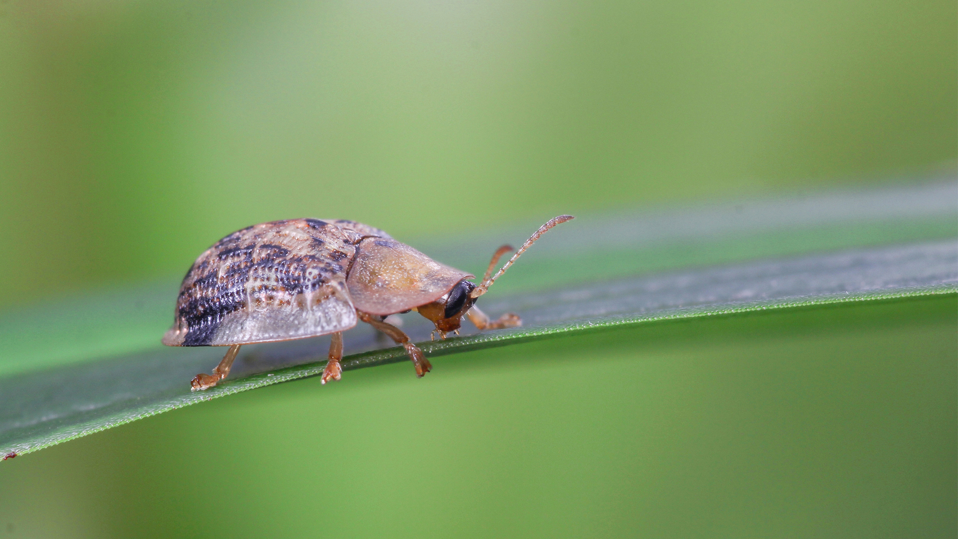 动物 昆虫 甲虫