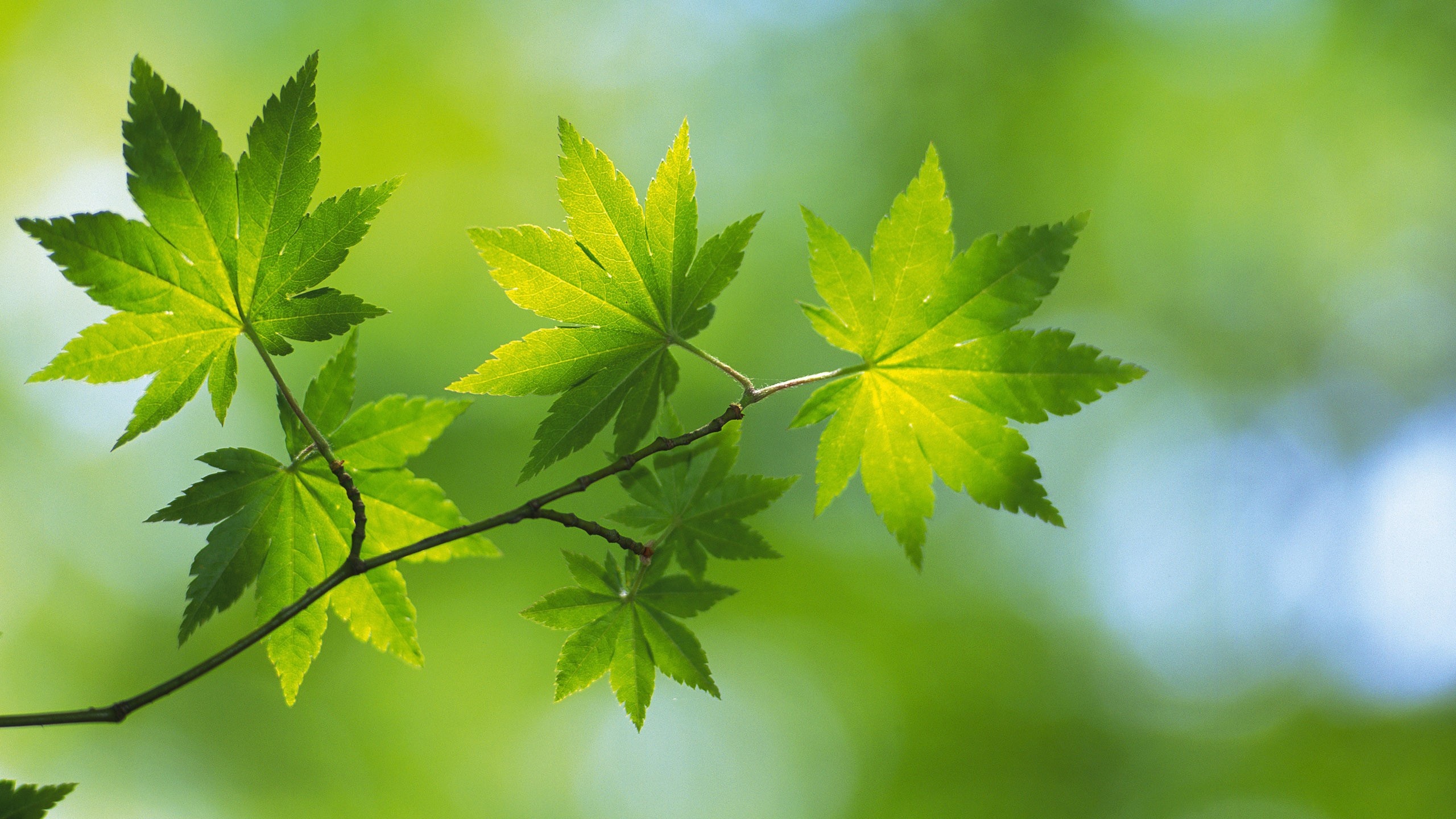 小清新 2K 护眼壁纸