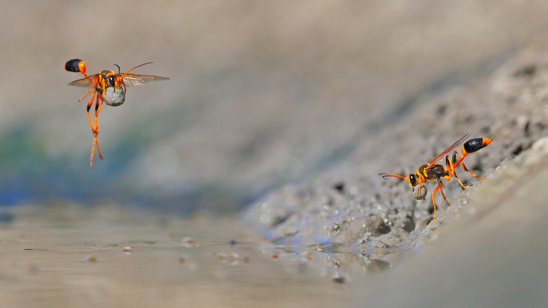 古灵精怪 蚂蚁 勤劳