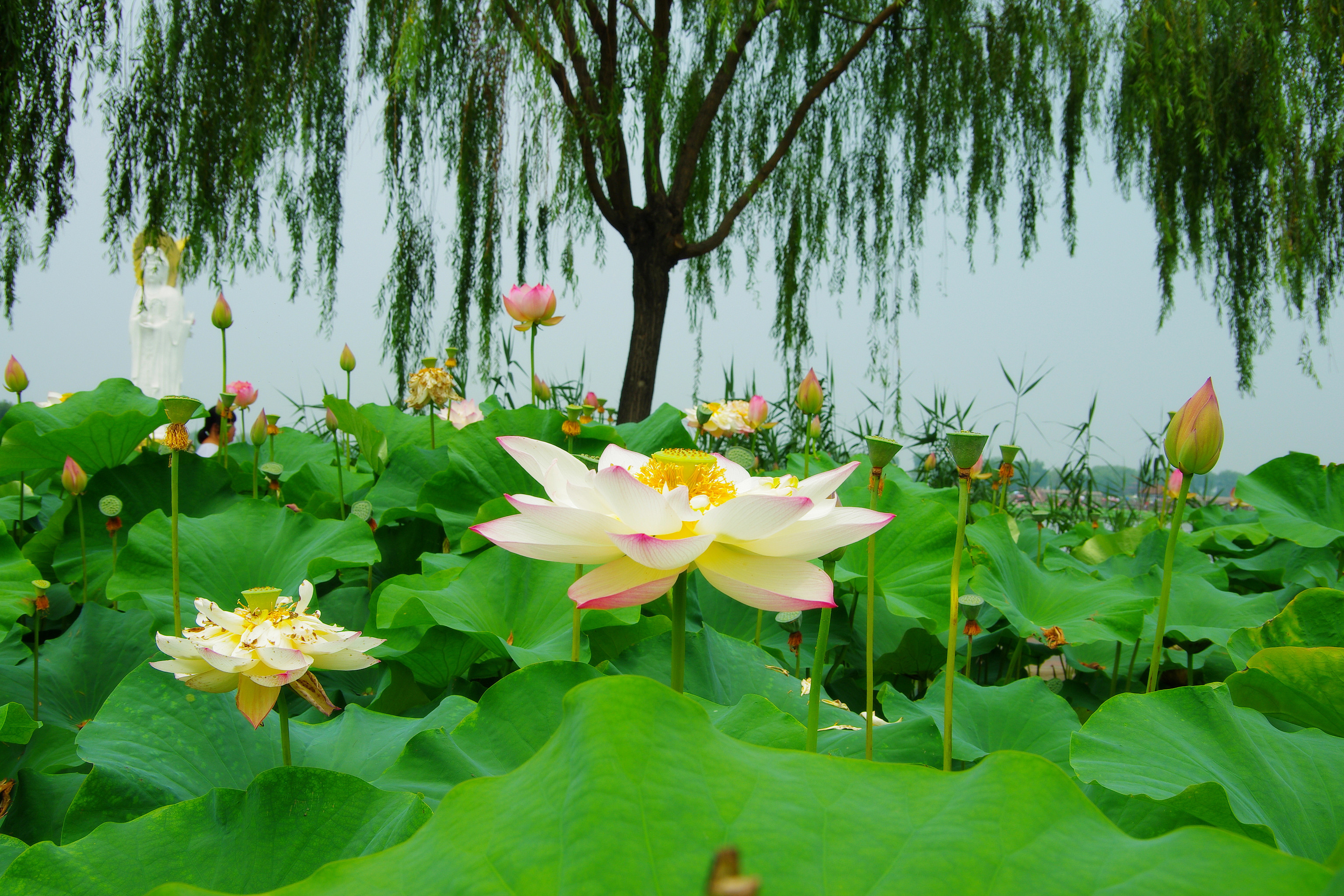 风景 护眼 荷花