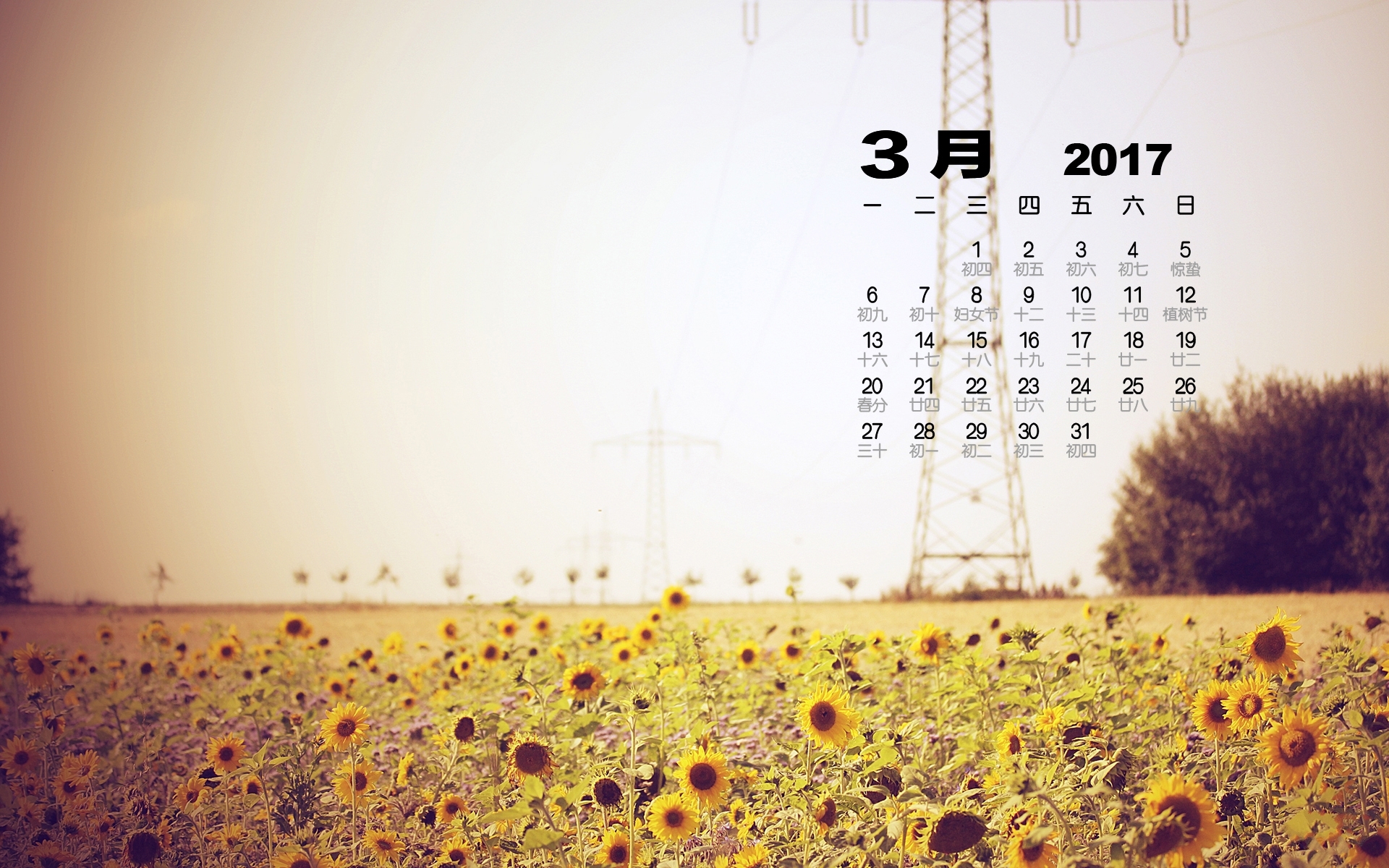 2017年3月 太阳花 向日葵