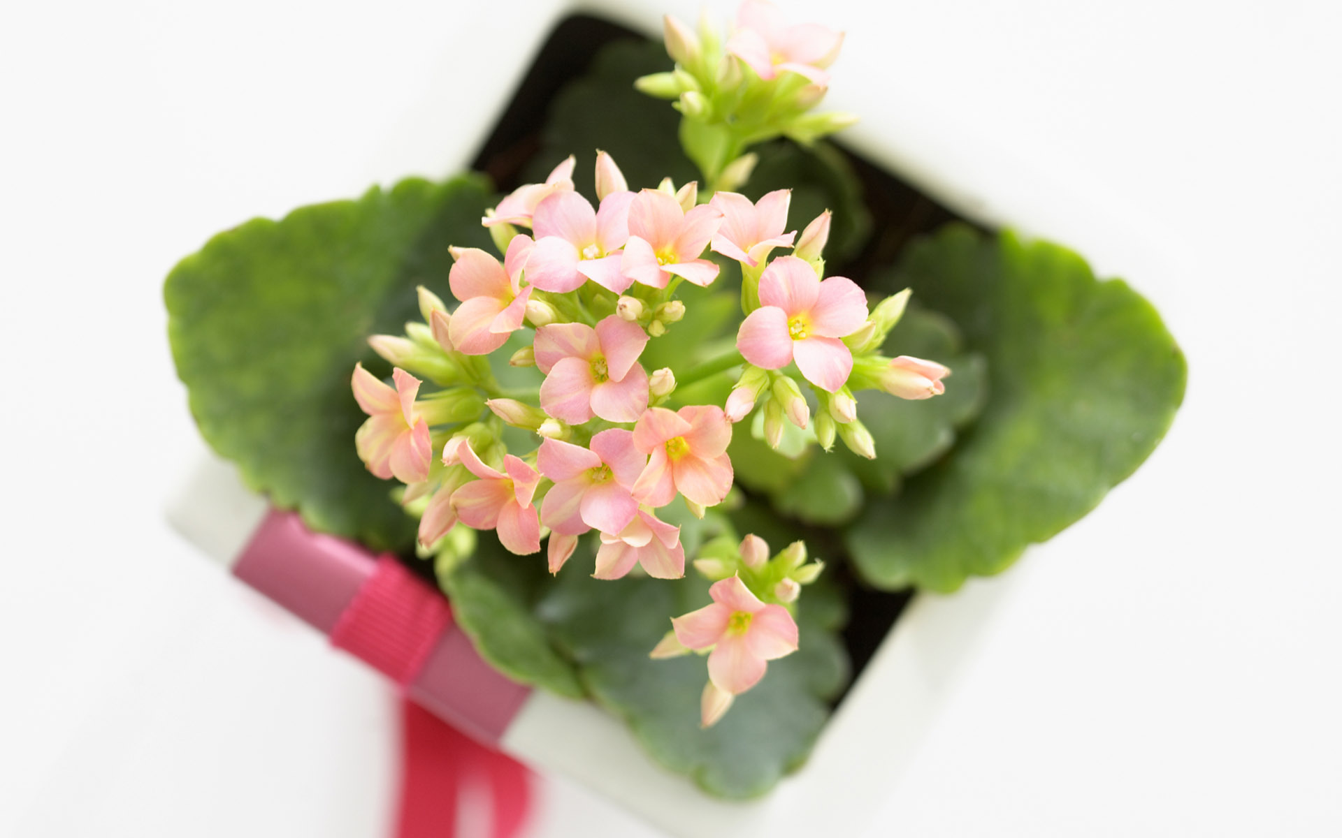 小清新 花束 可爱 宽屏