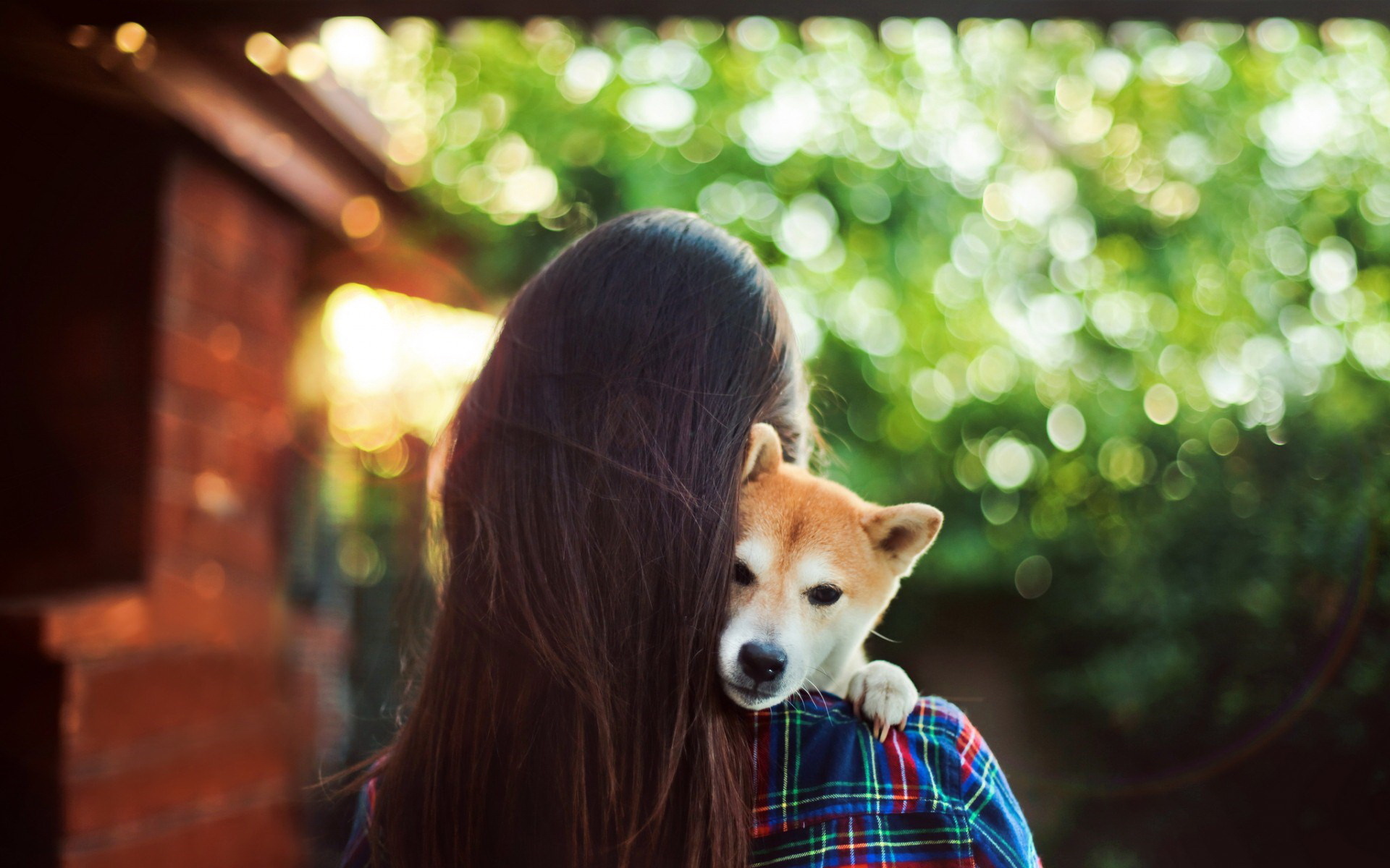 美女 宠物狗 秋田犬