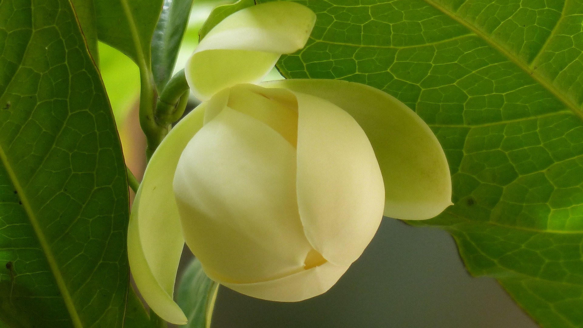 小清新 清新淡雅 奇异夜香木兰花