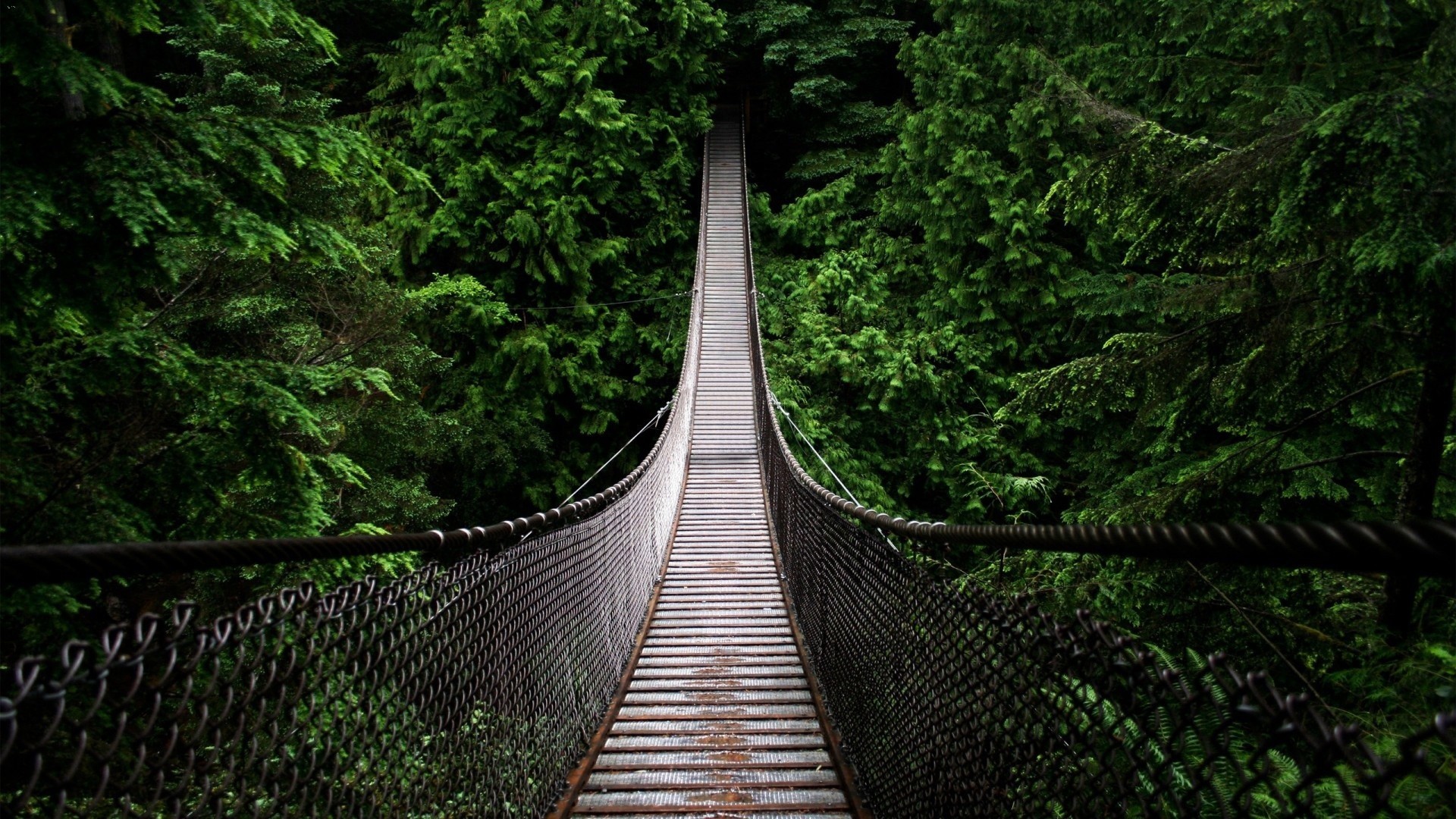 风景 自然风光 森林 吊桥