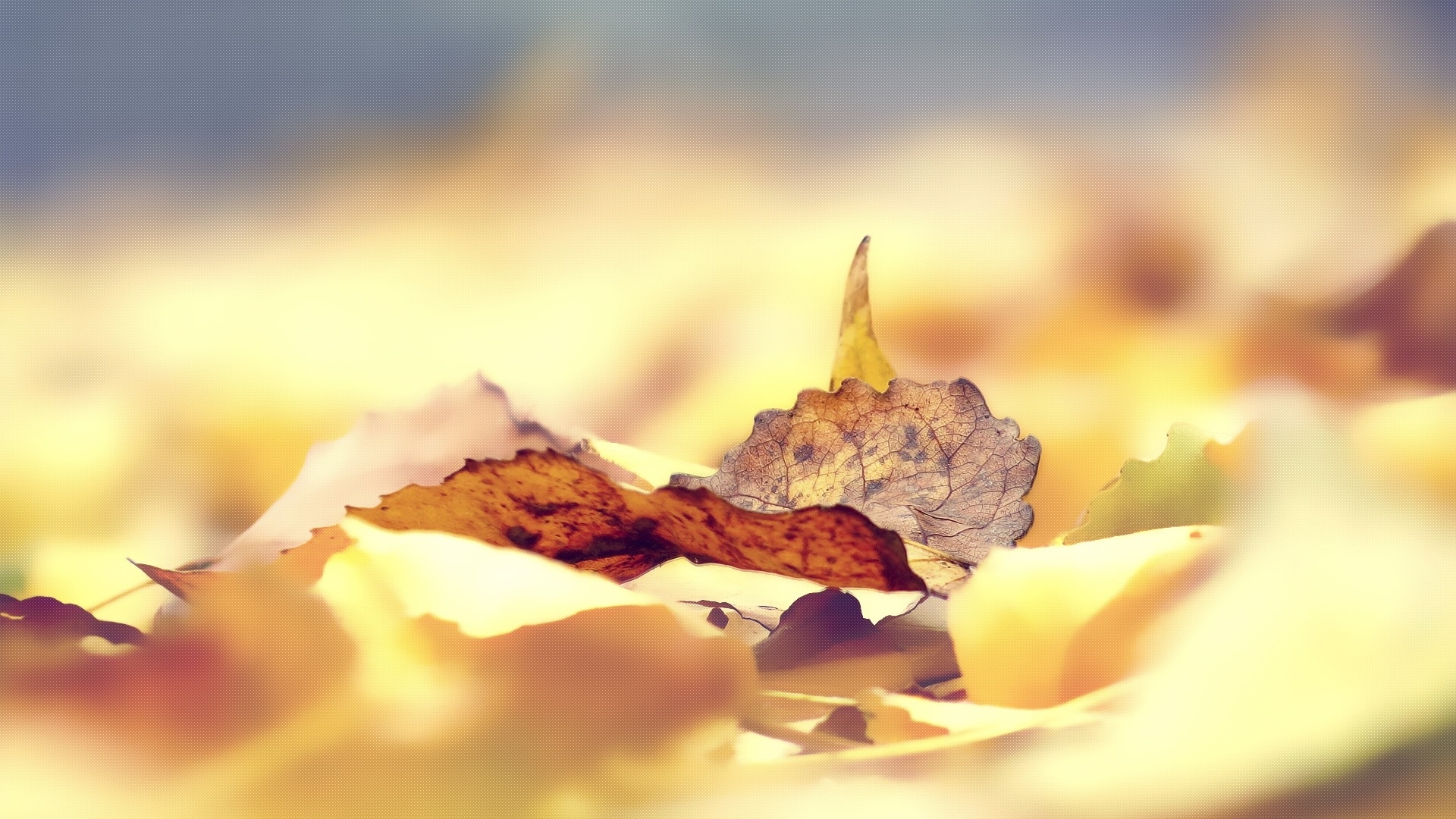 小清新 舒缓压力 落叶 树叶