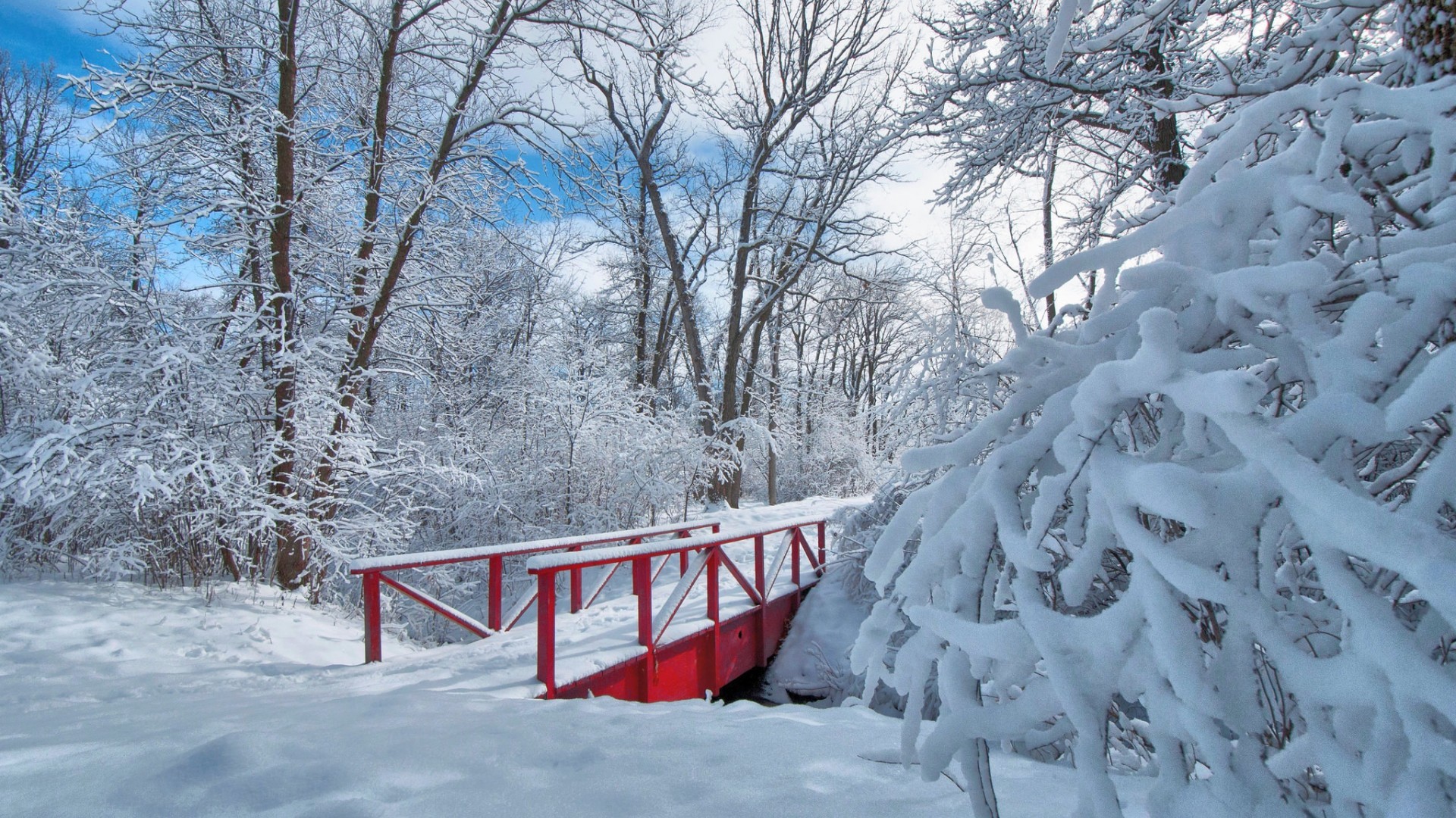 冰天雪地 树林