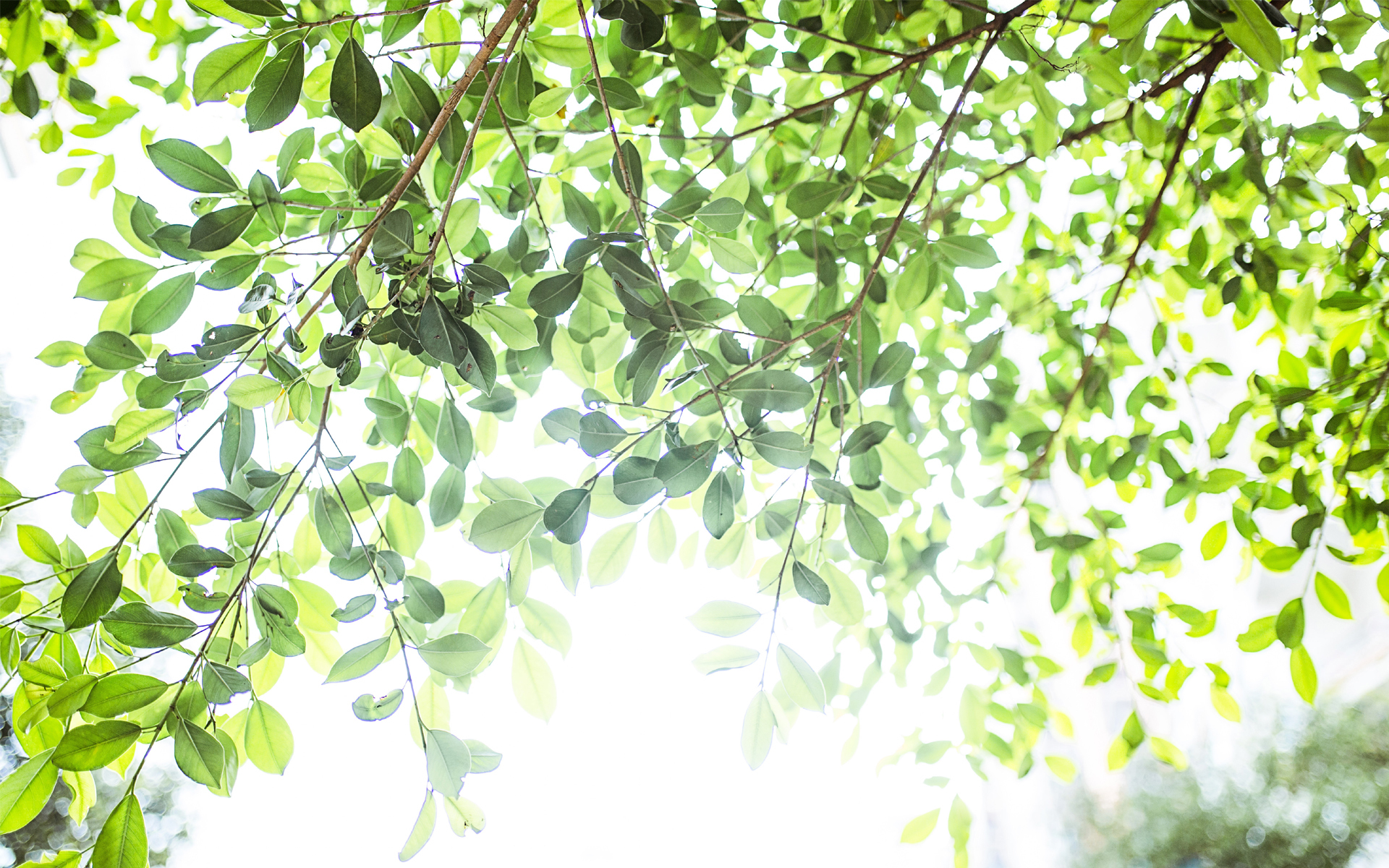 小清新 清新淡雅