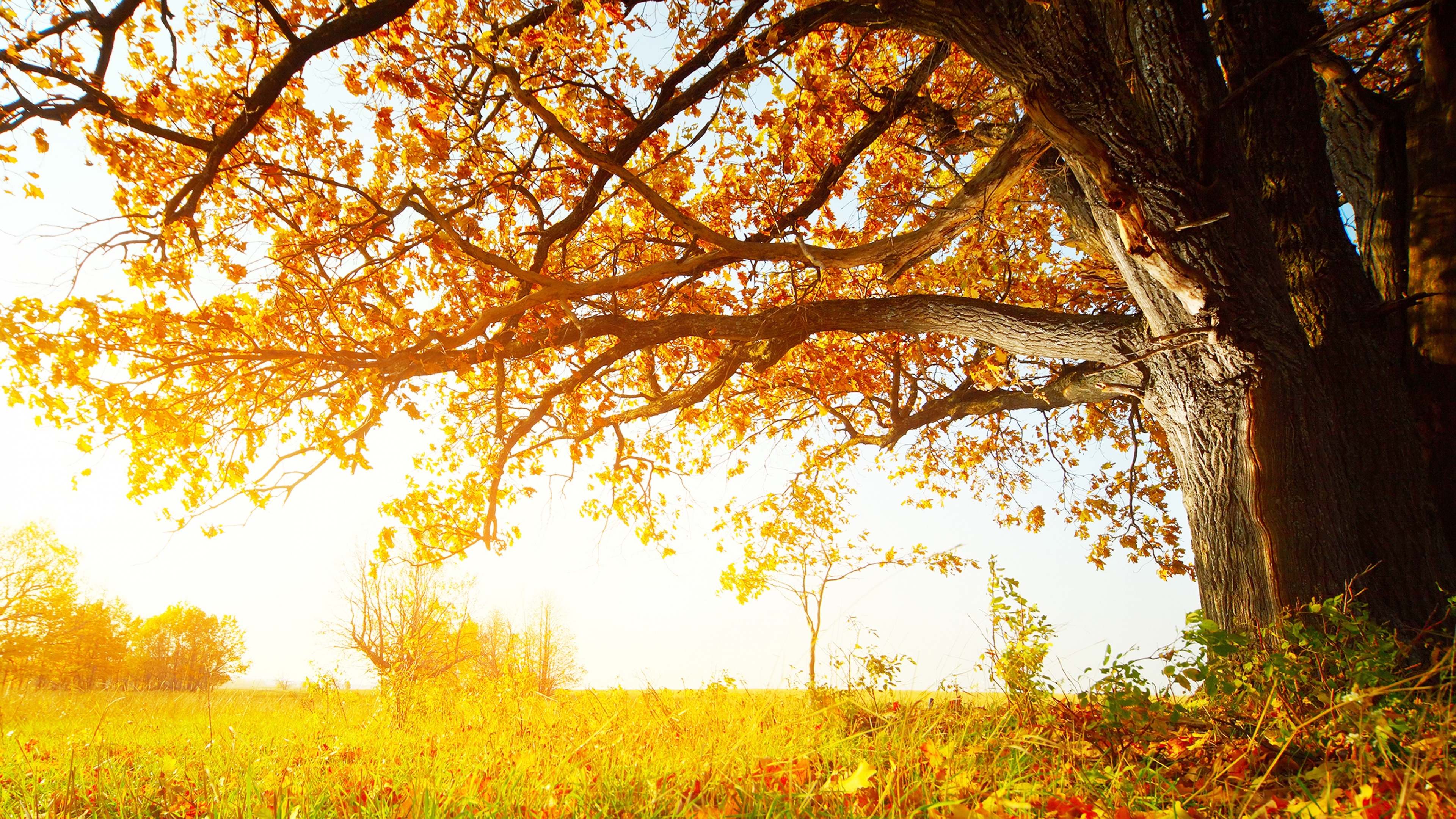 秋天 落叶 大树 阳光