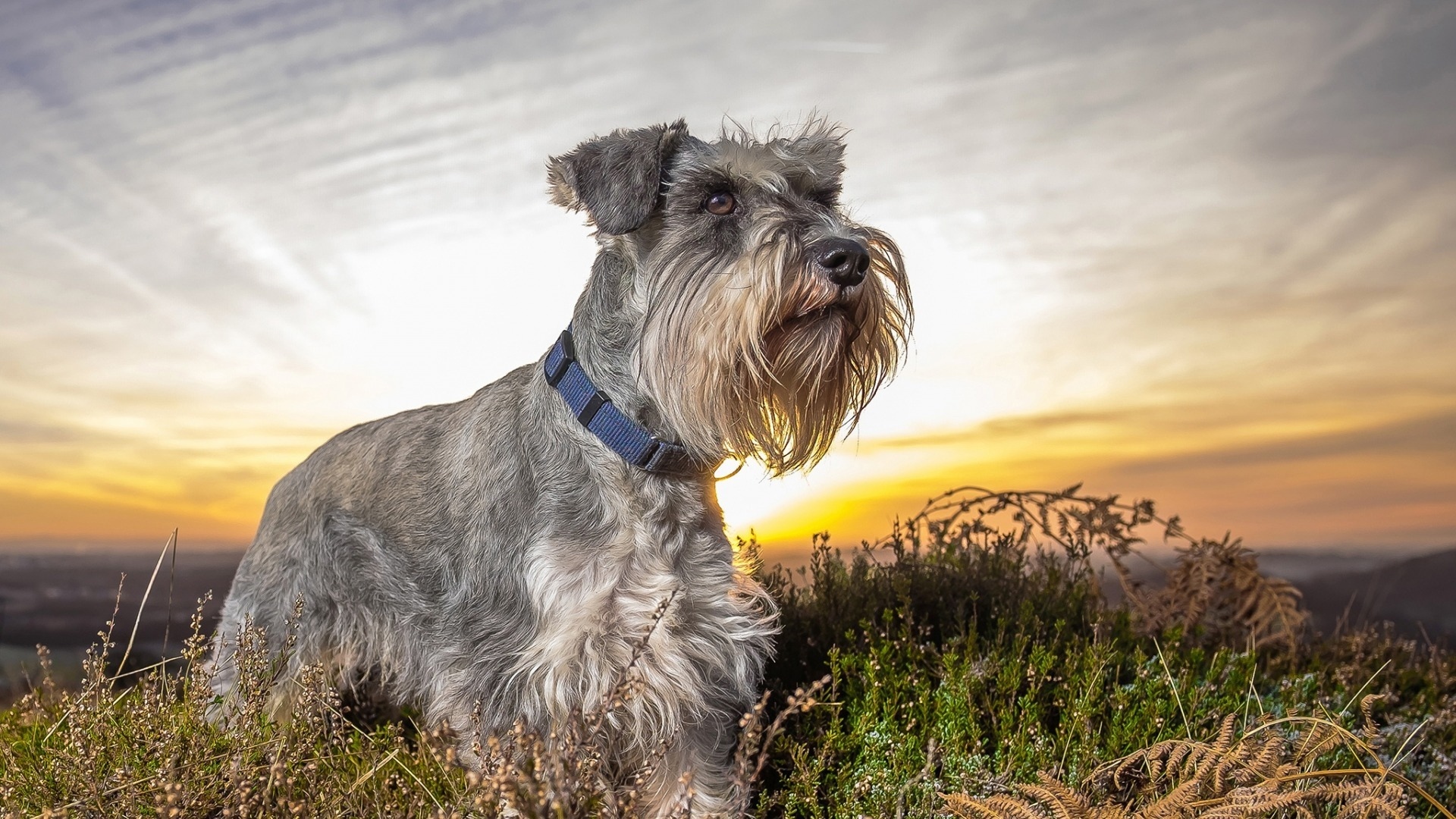萌宠动物 汪星人