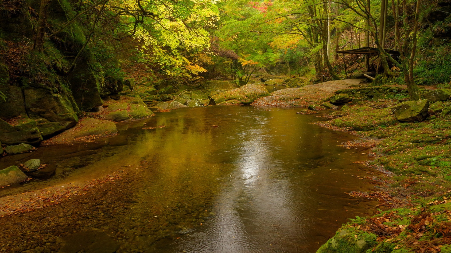 小溪 森林 风景