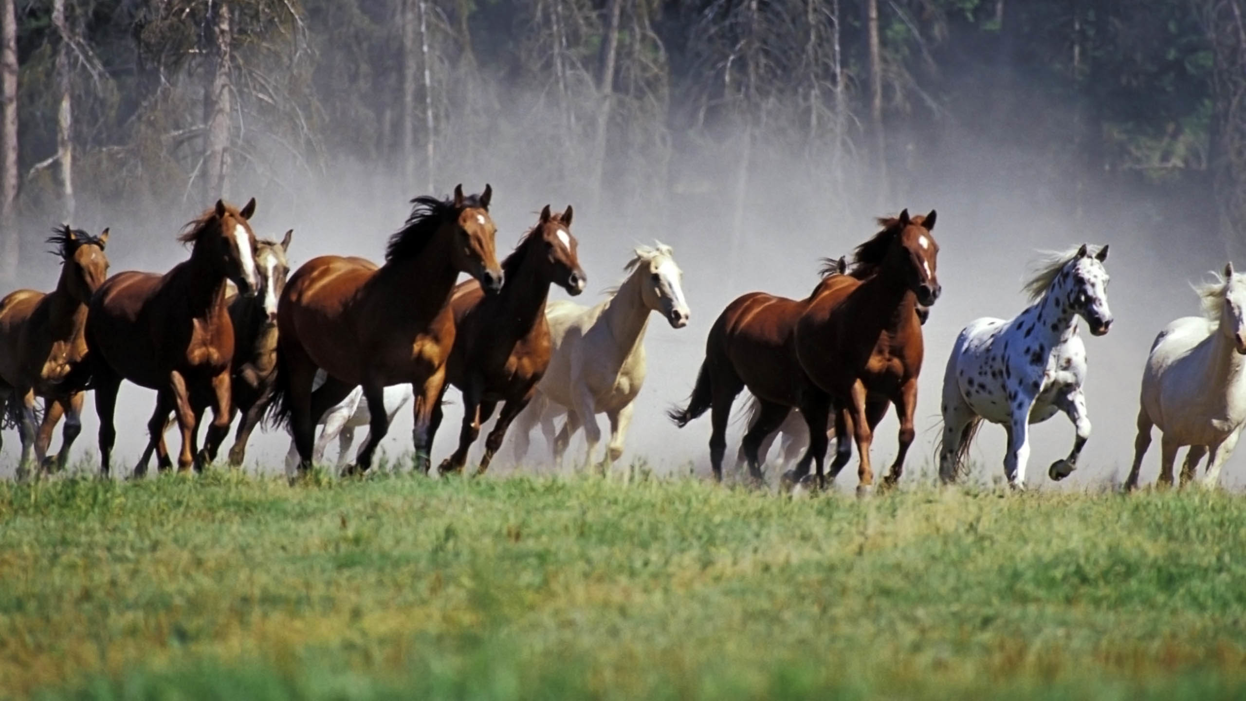 野生动物 骏马 万马奔腾
