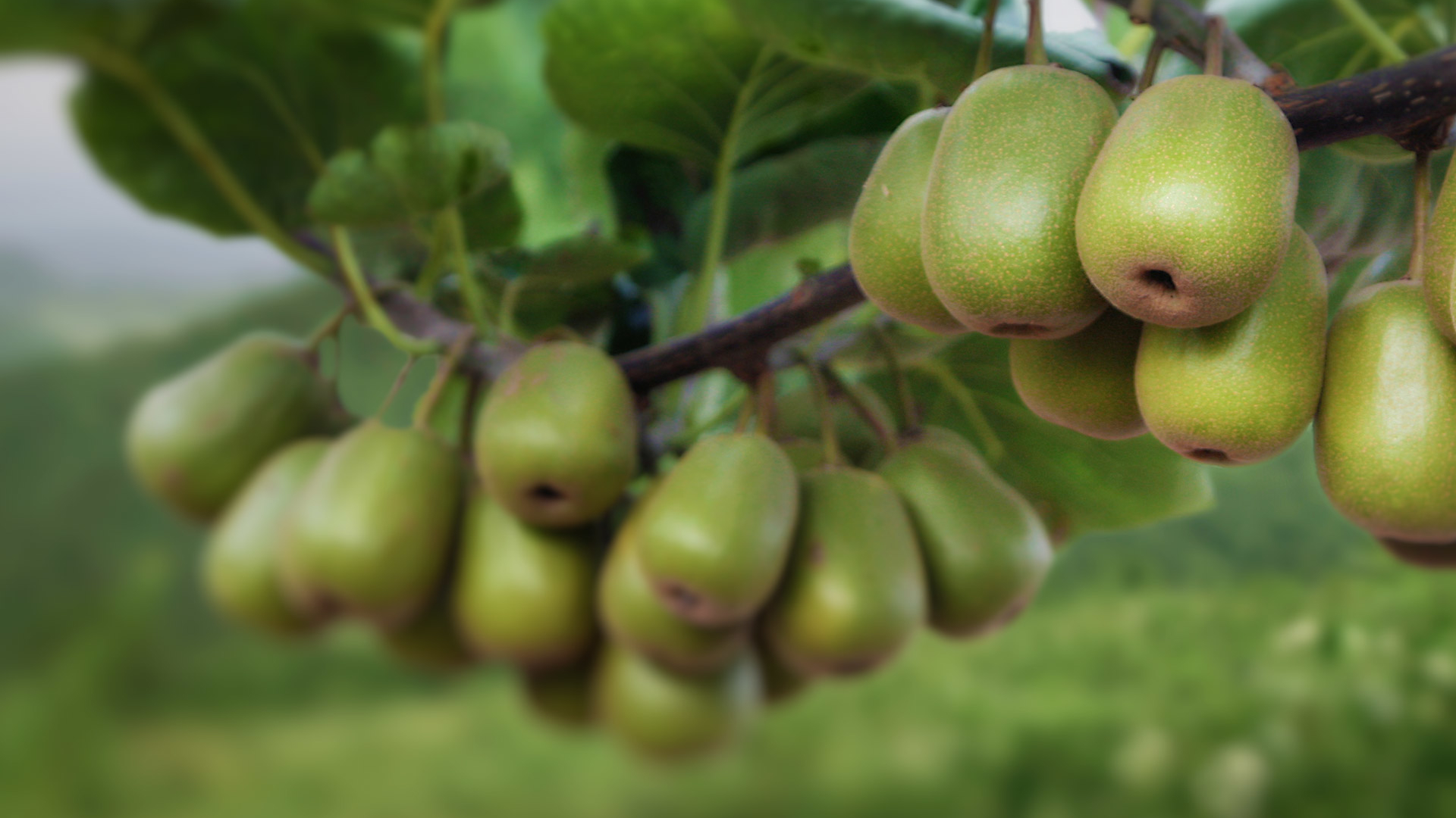 动感水果 猕猴桃 奇异果