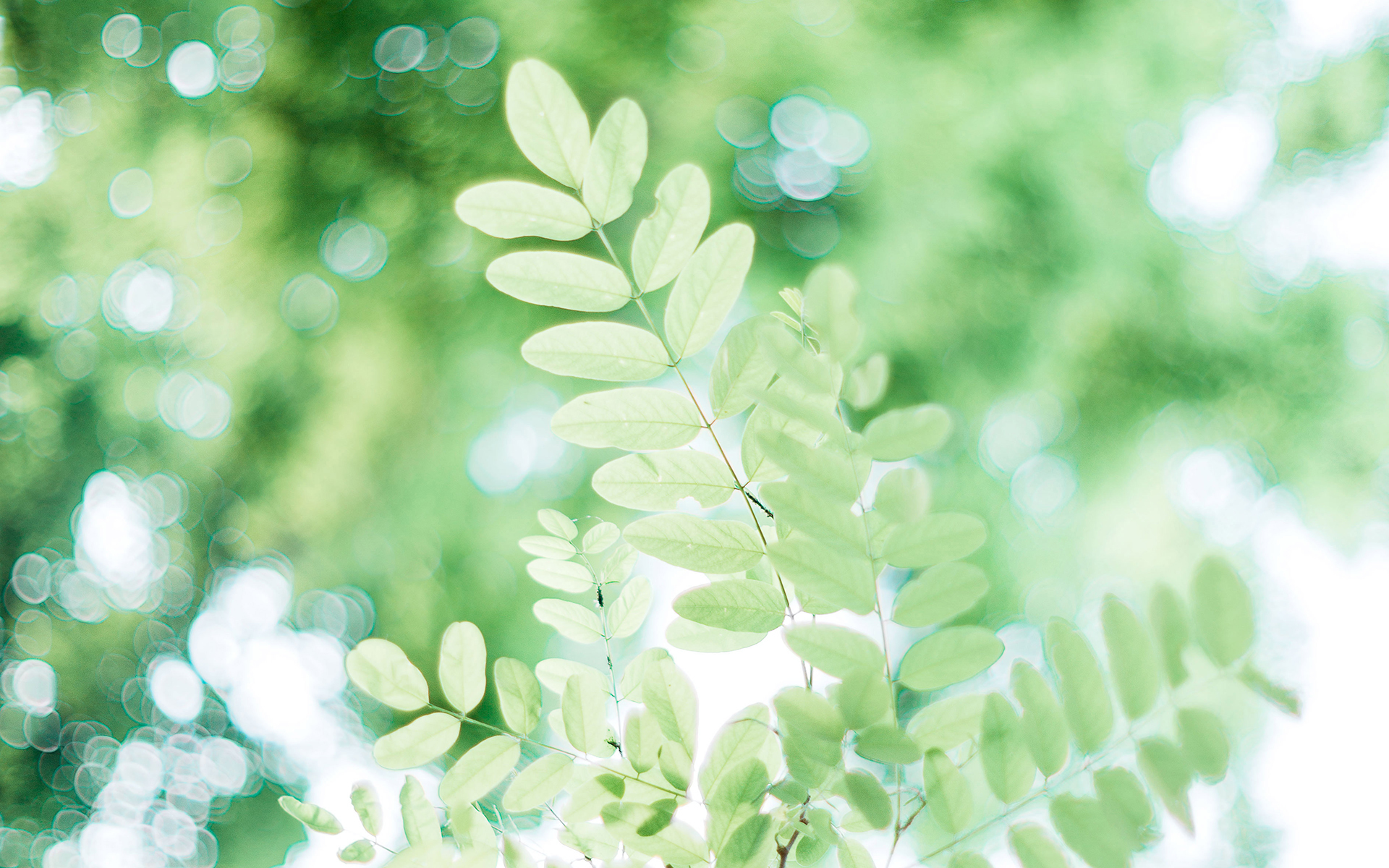 护眼壁纸  一片绿叶