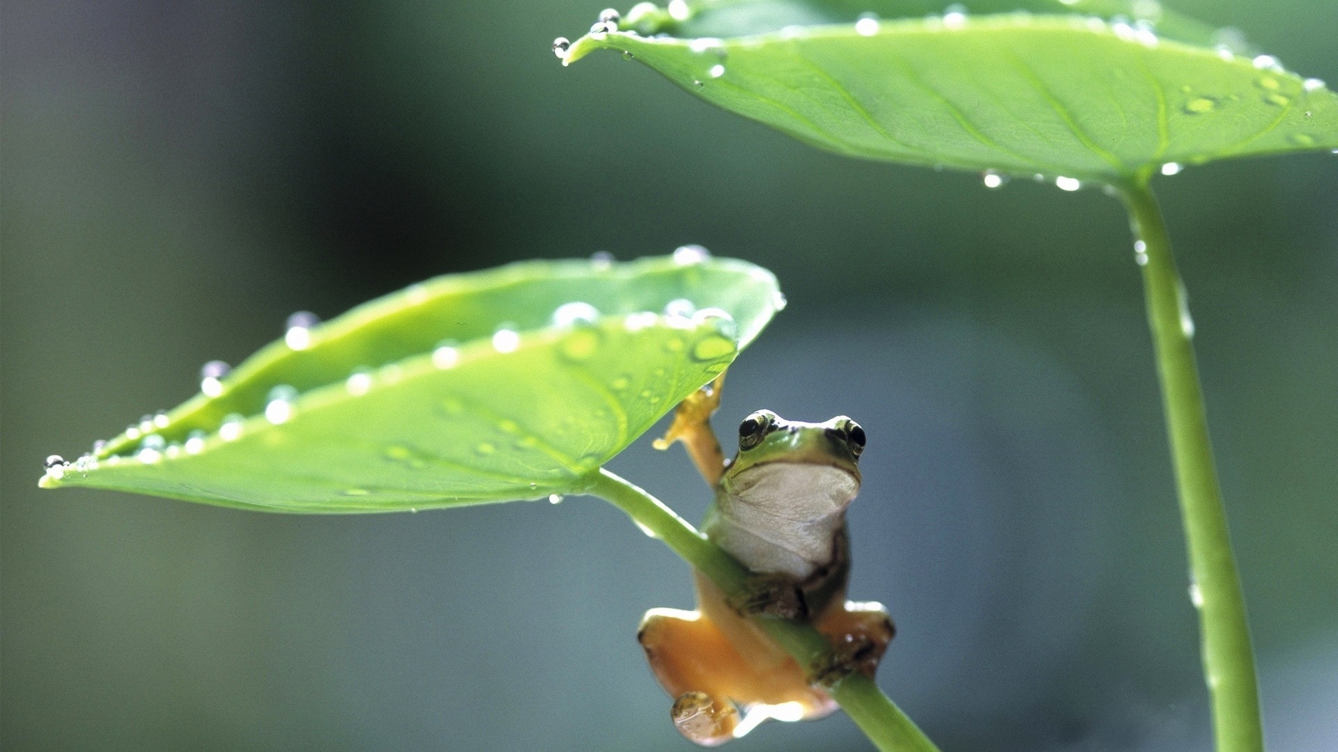 萌宠 青蛙 荷叶 可爱