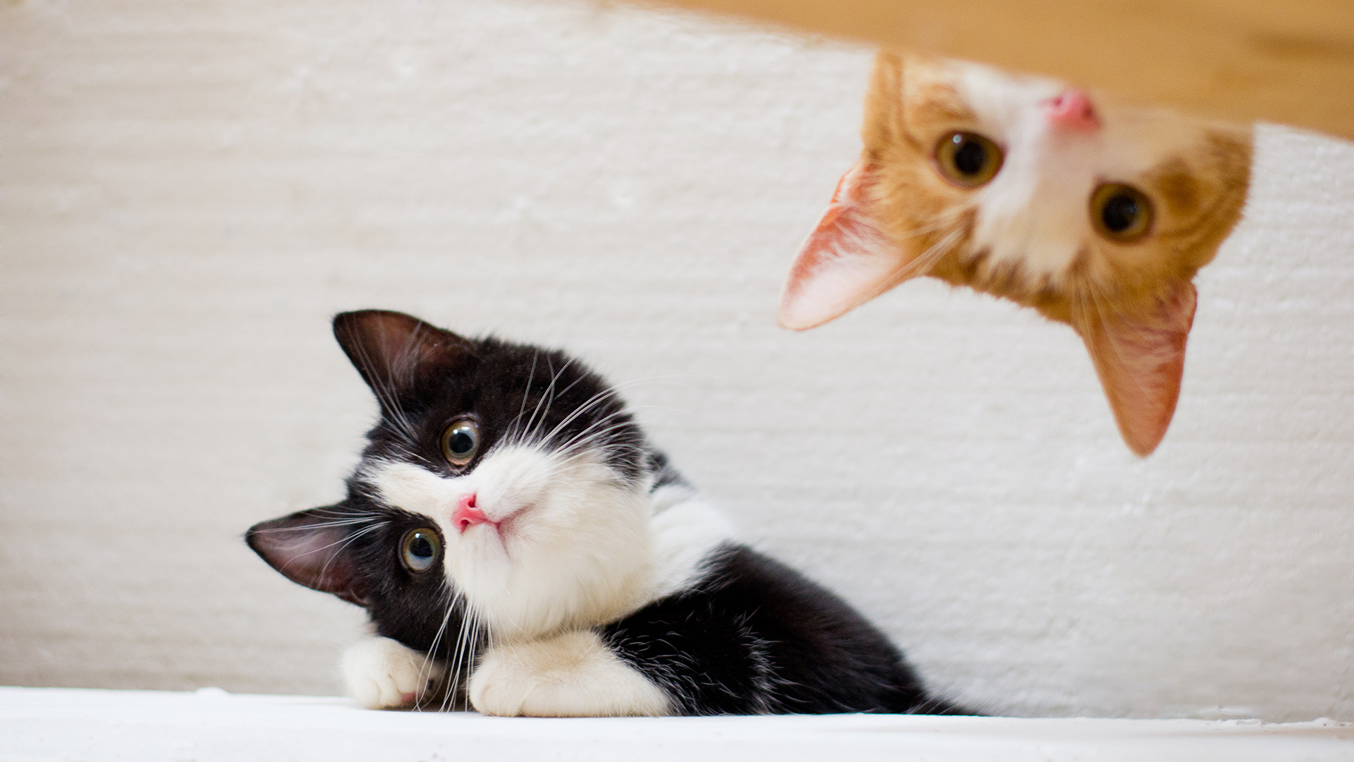 萌宠 动物 猫 喵星人