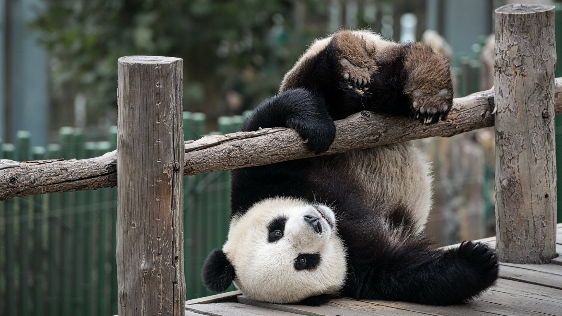 古怪精灵 大熊猫 国宝 萌