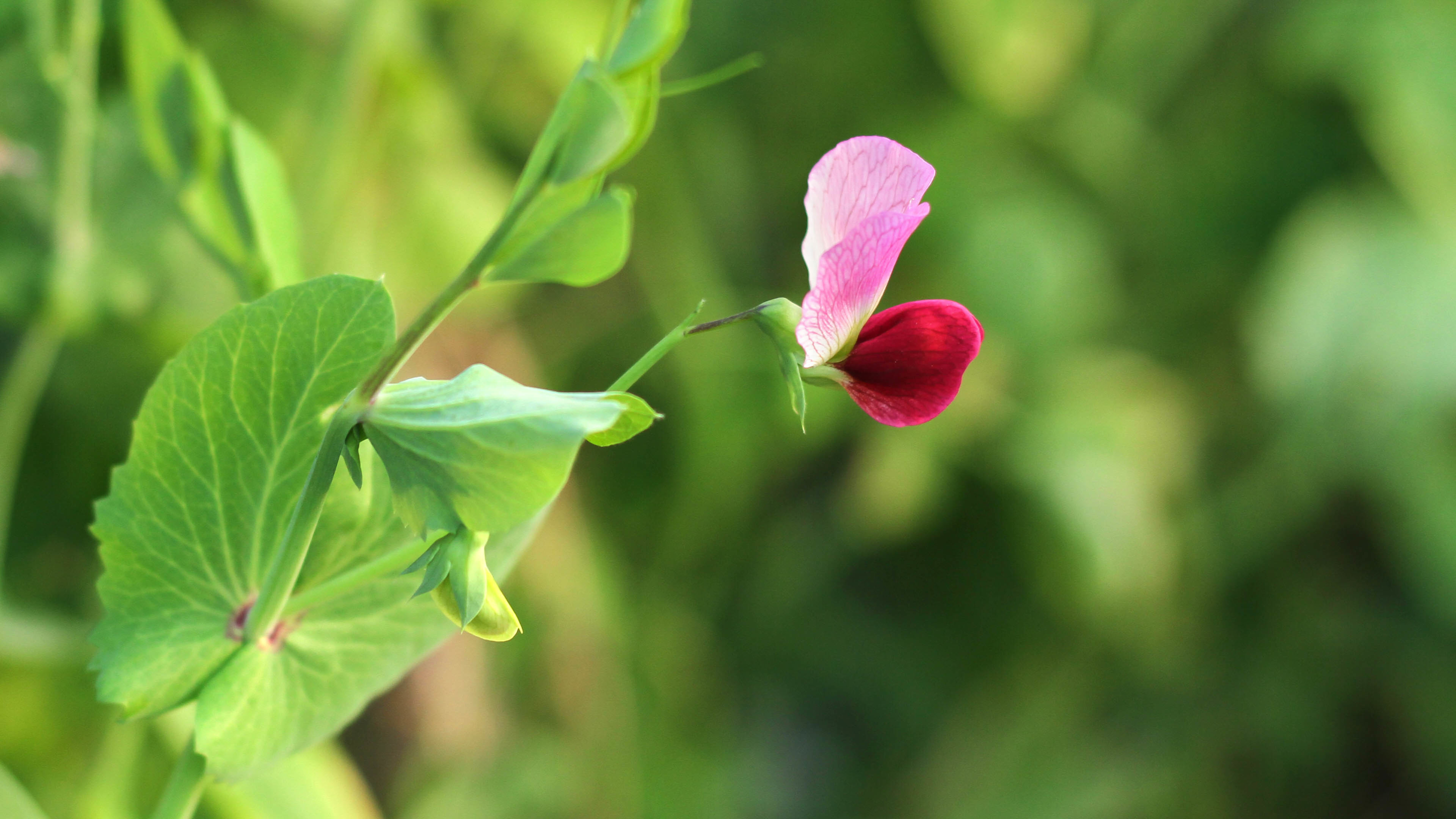 豌豆花 绿色叶子