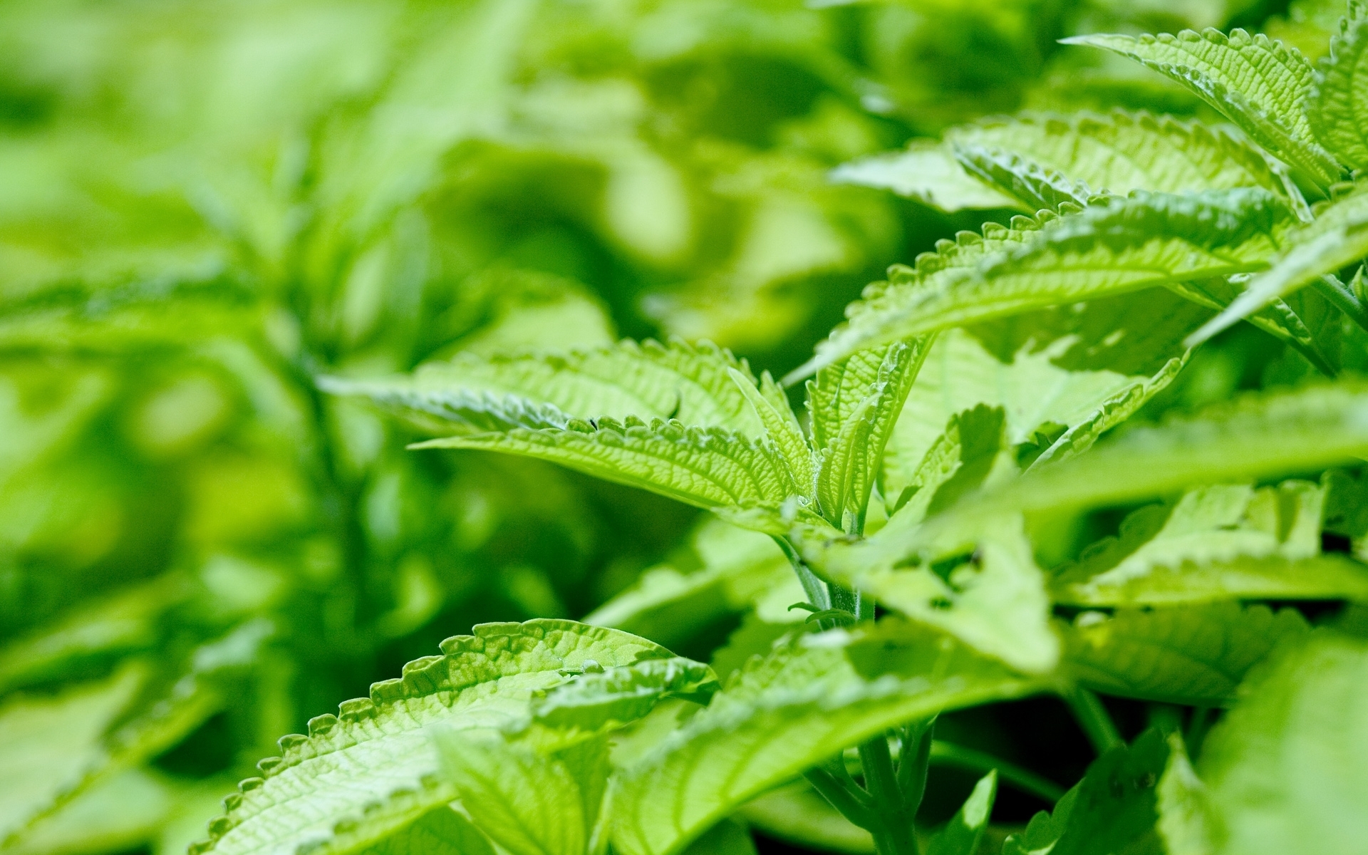 小清新 护眼壁纸 绿色 植物