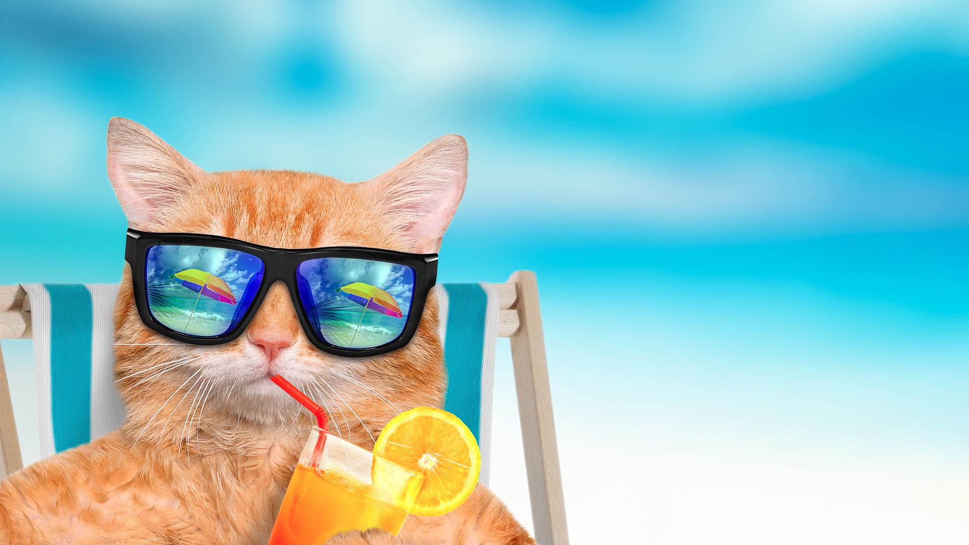 萌宠 喵星人 猫