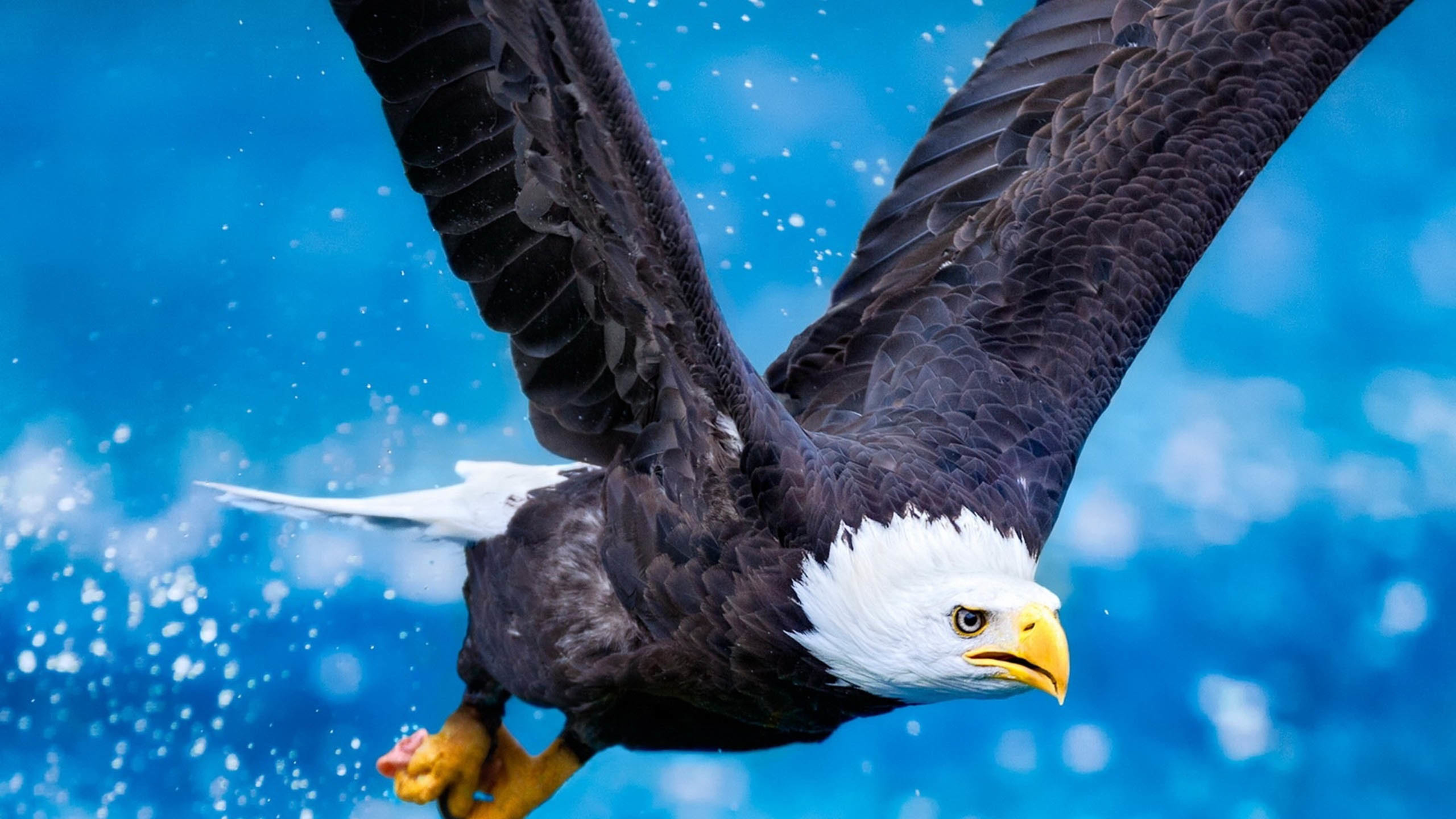 小鸟天地 老鹰 翱翔