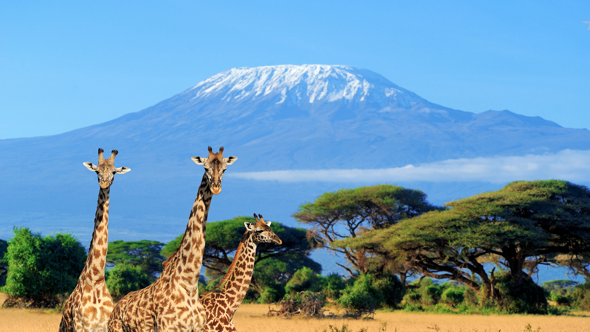 萌宠 野生动物 长颈鹿