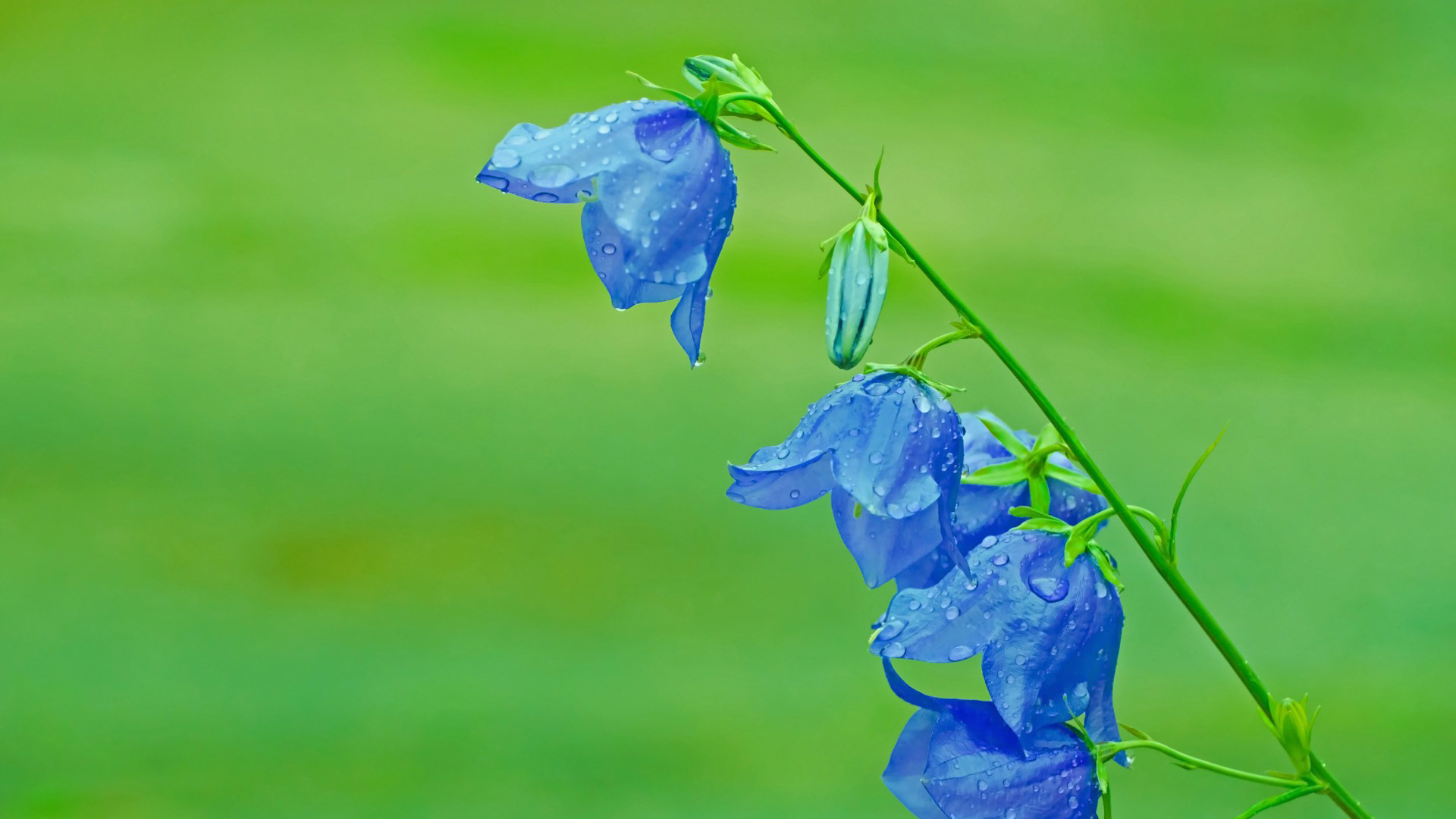 绿色 花卉 小清新