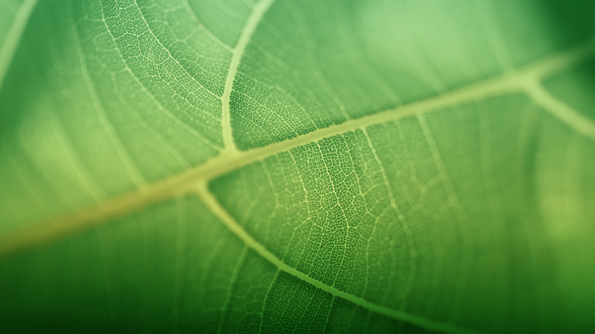 小清新 护眼壁纸 绿叶