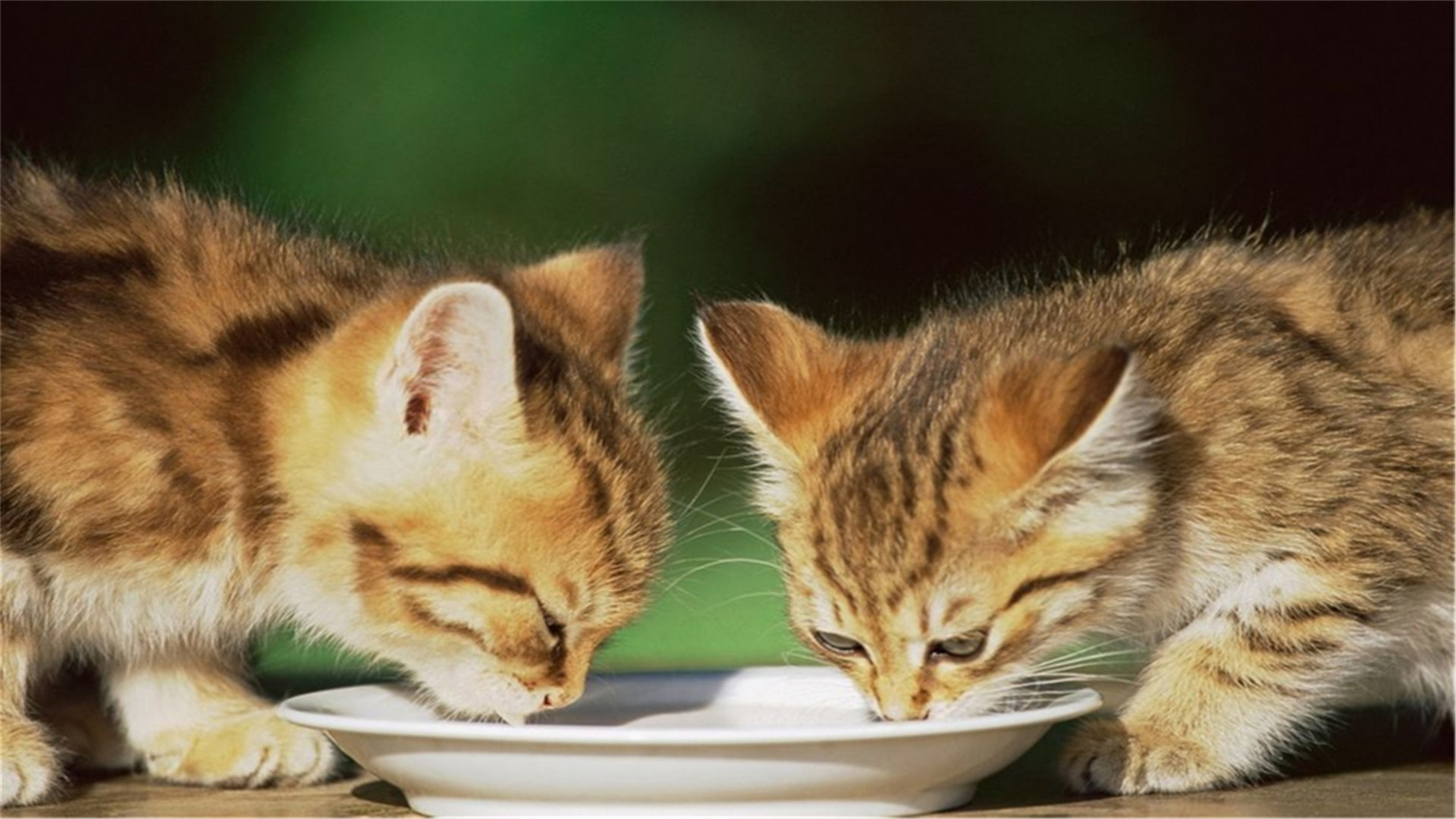 喵星人  萌宠小喵咪  呆萌