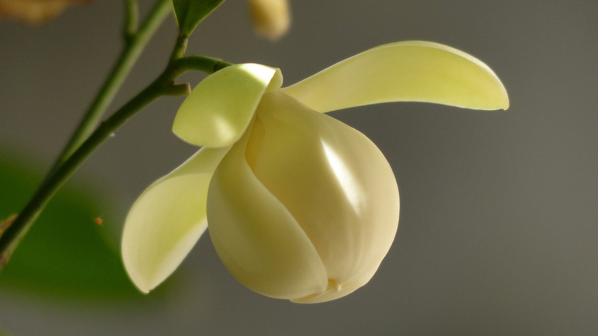 小清新 清新淡雅 奇异夜香木兰花